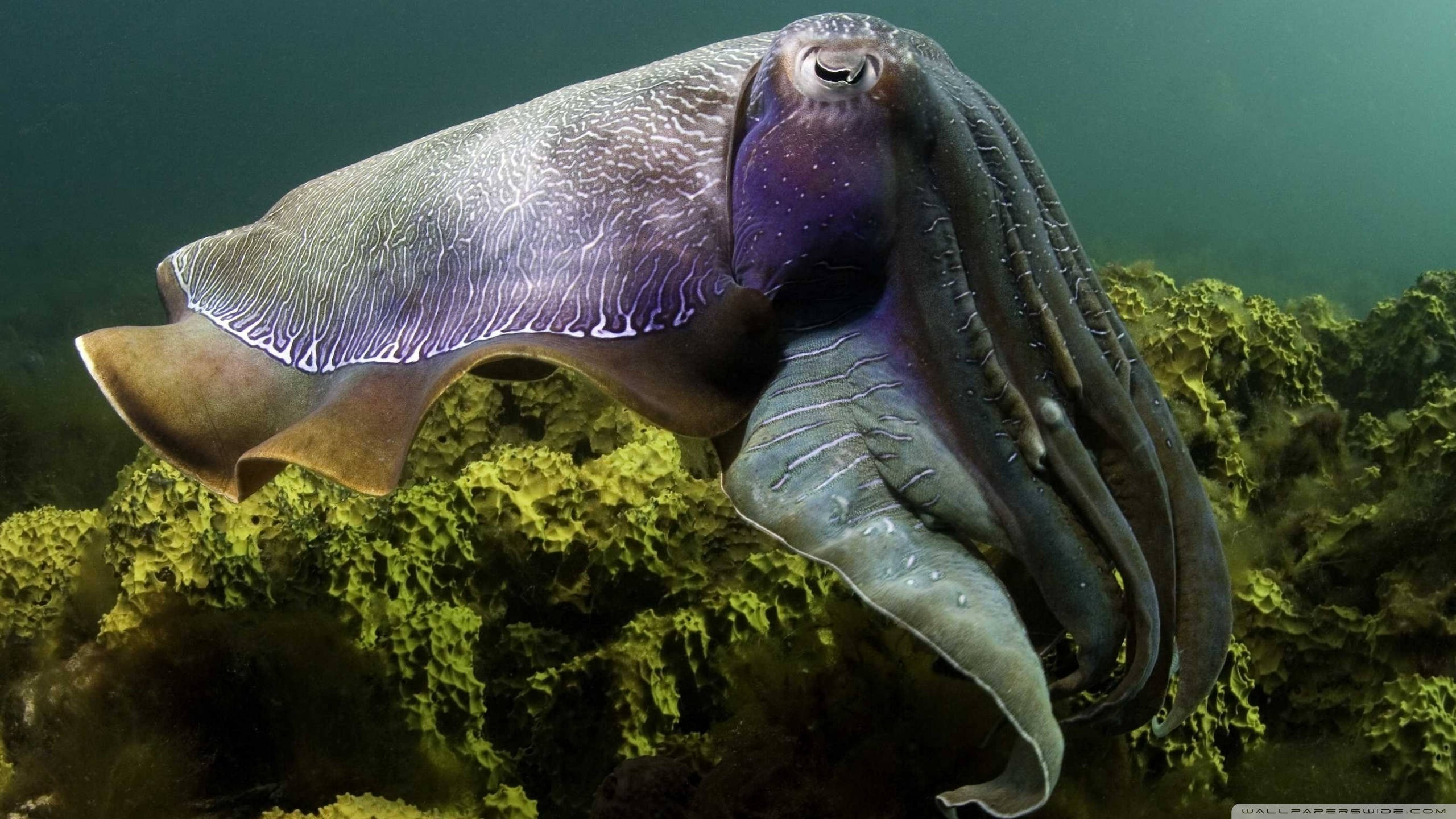 cuttlefish, iridescent purple and gray skin, green algae-covered rocks, 2K Desktop Wallpaper