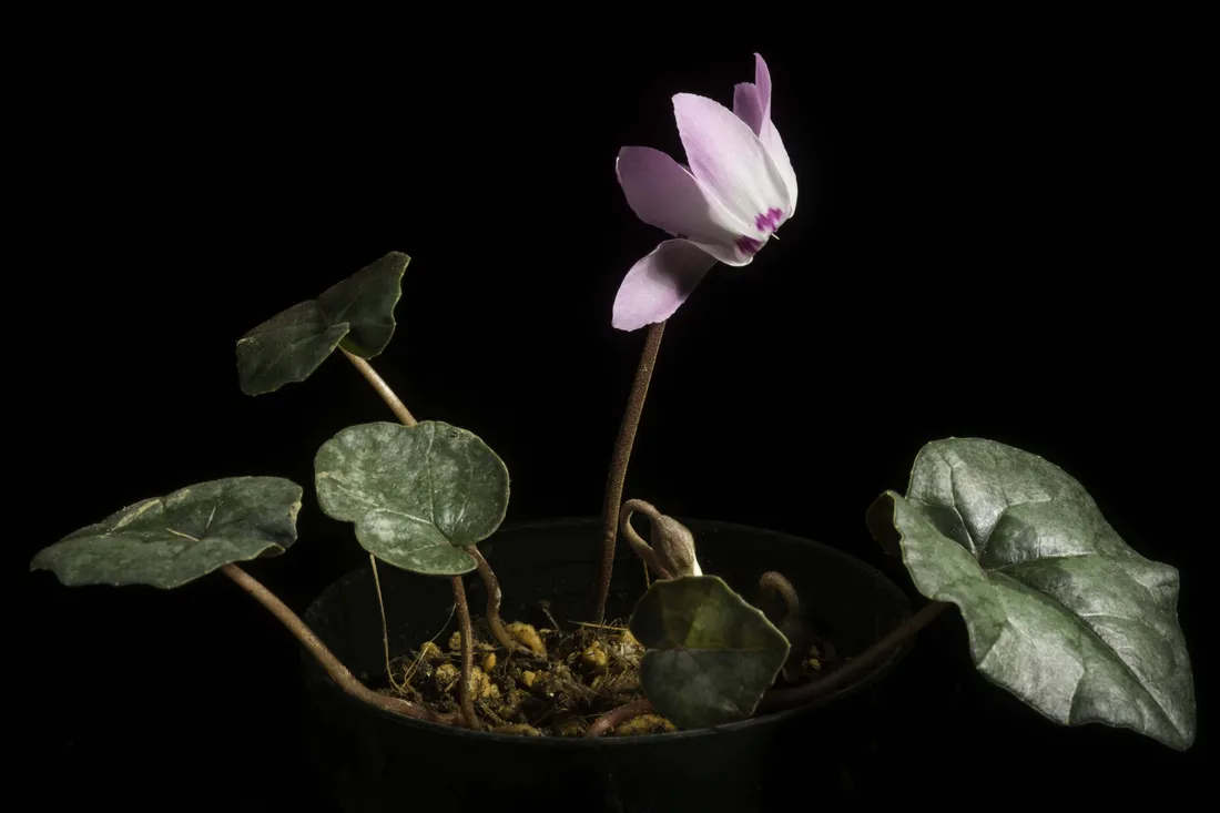 Cyclamen Wallpapers