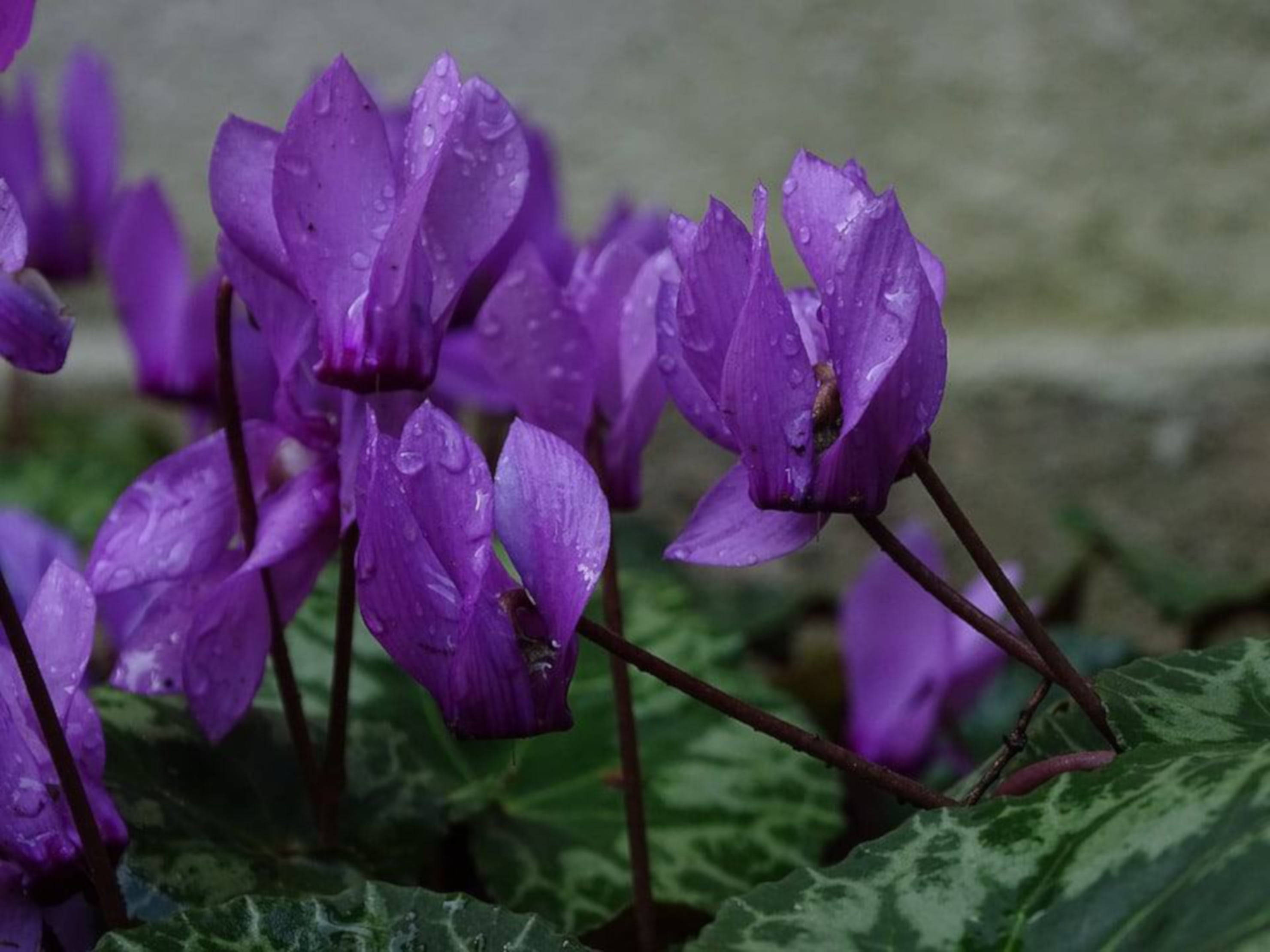 Dark Purple Cyclamen, vibrant purple cyclamen flowers, dewdrops, 2K Desktop Wallpaper