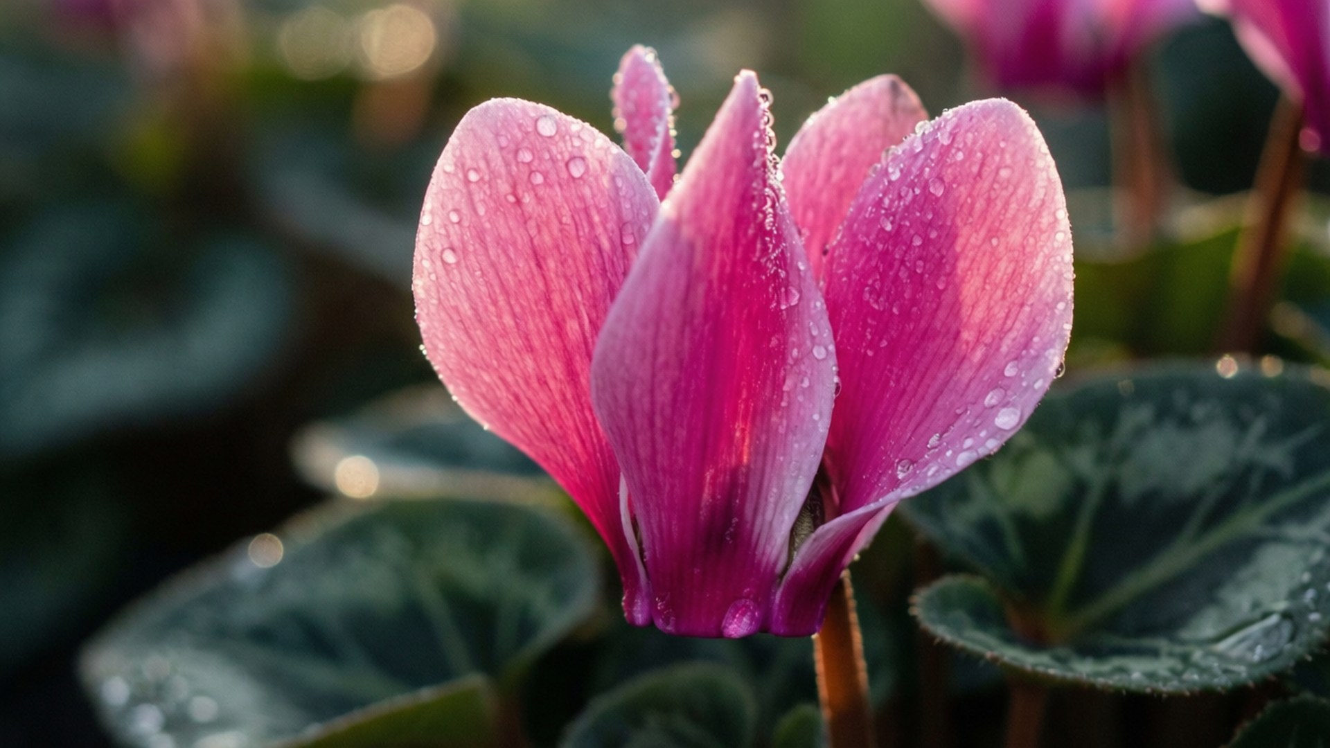 dewy pink cyclamen, vibrant pink cyclamen flower, dewdrops, Full HD Desktop Wallpaper