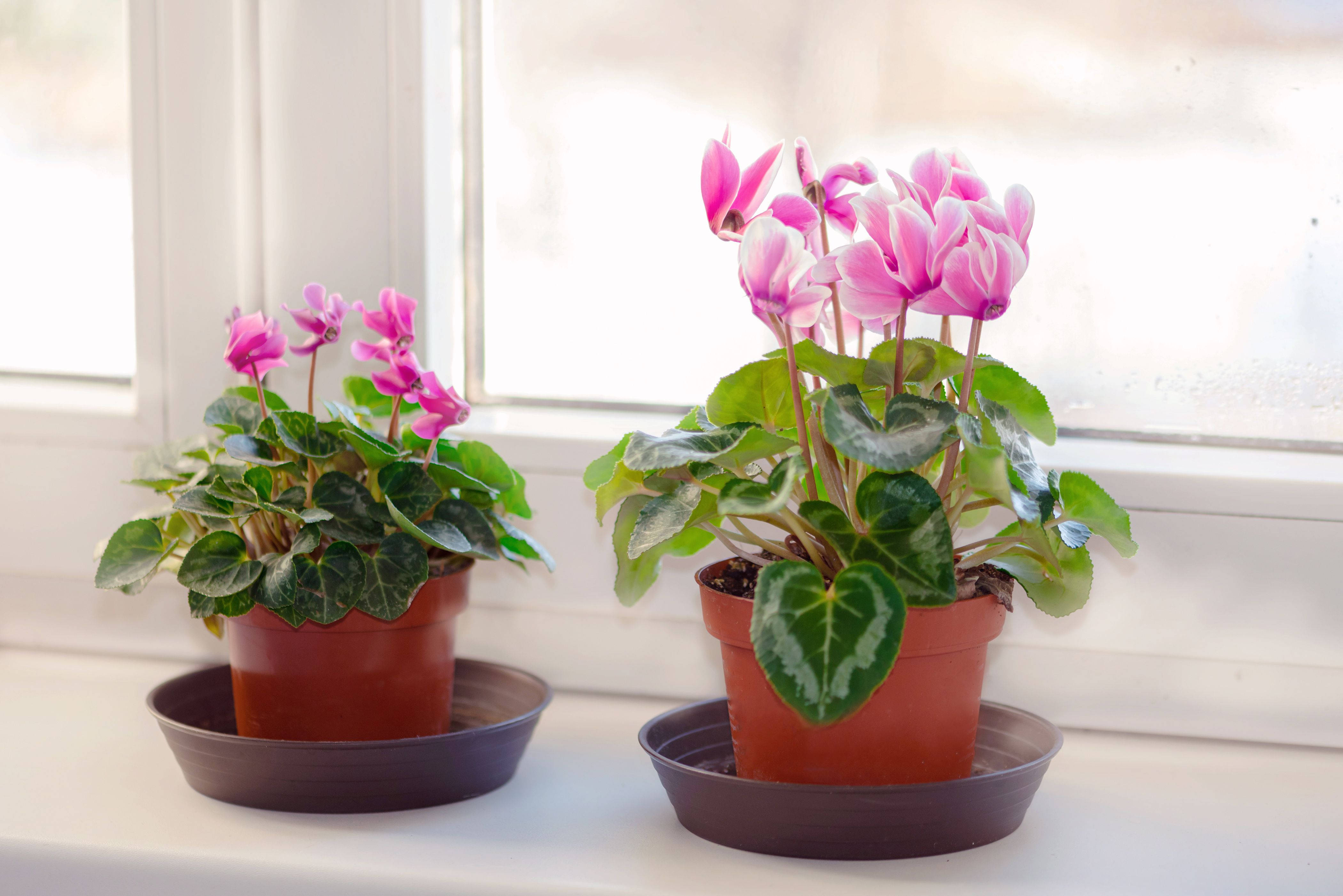 Cyclamen, pink flowers, variegated leaves, 4K Desktop Wallpaper
