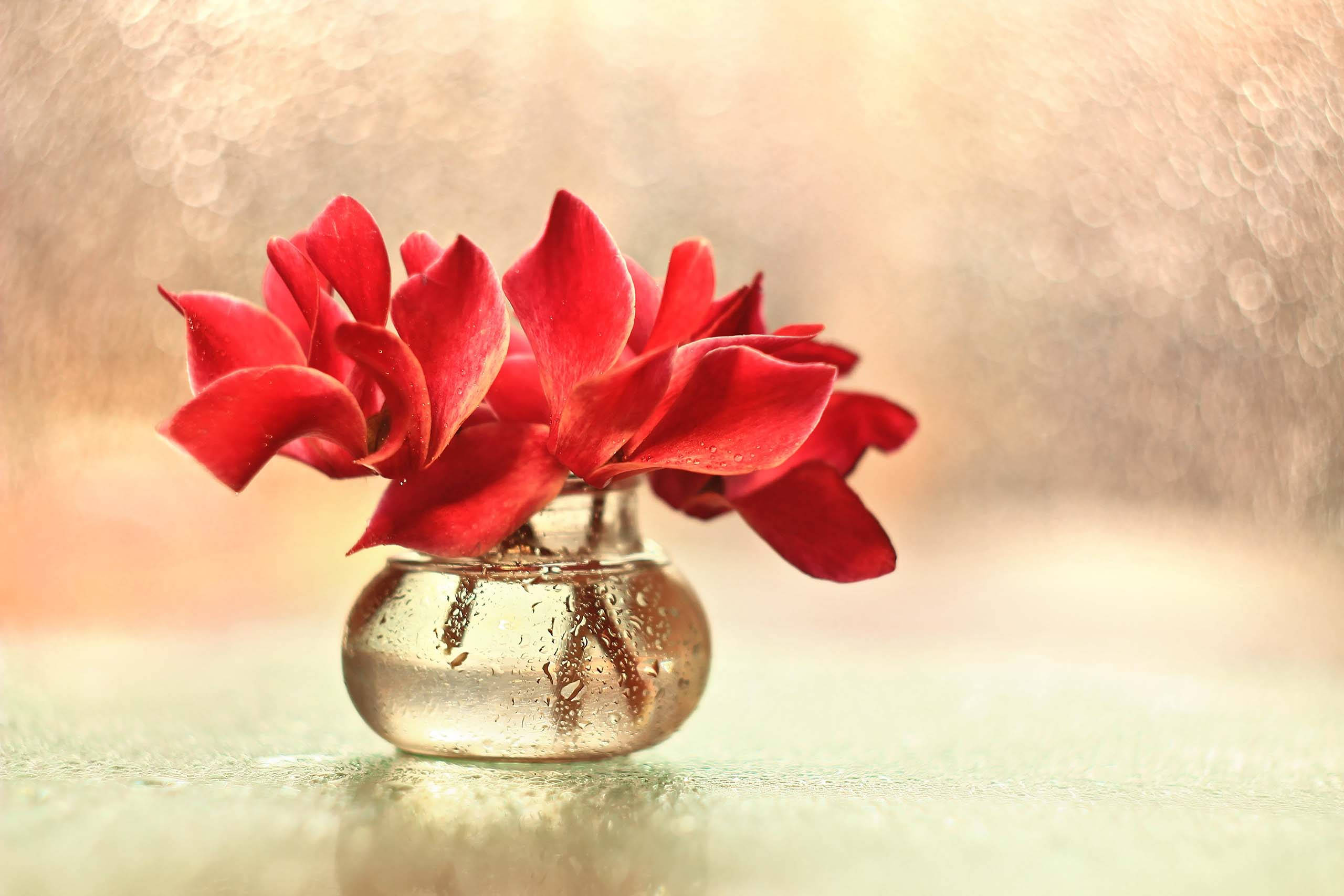 red cyclamen flower, dewy glass vase, soft golden bokeh background, 2K Desktop Wallpaper