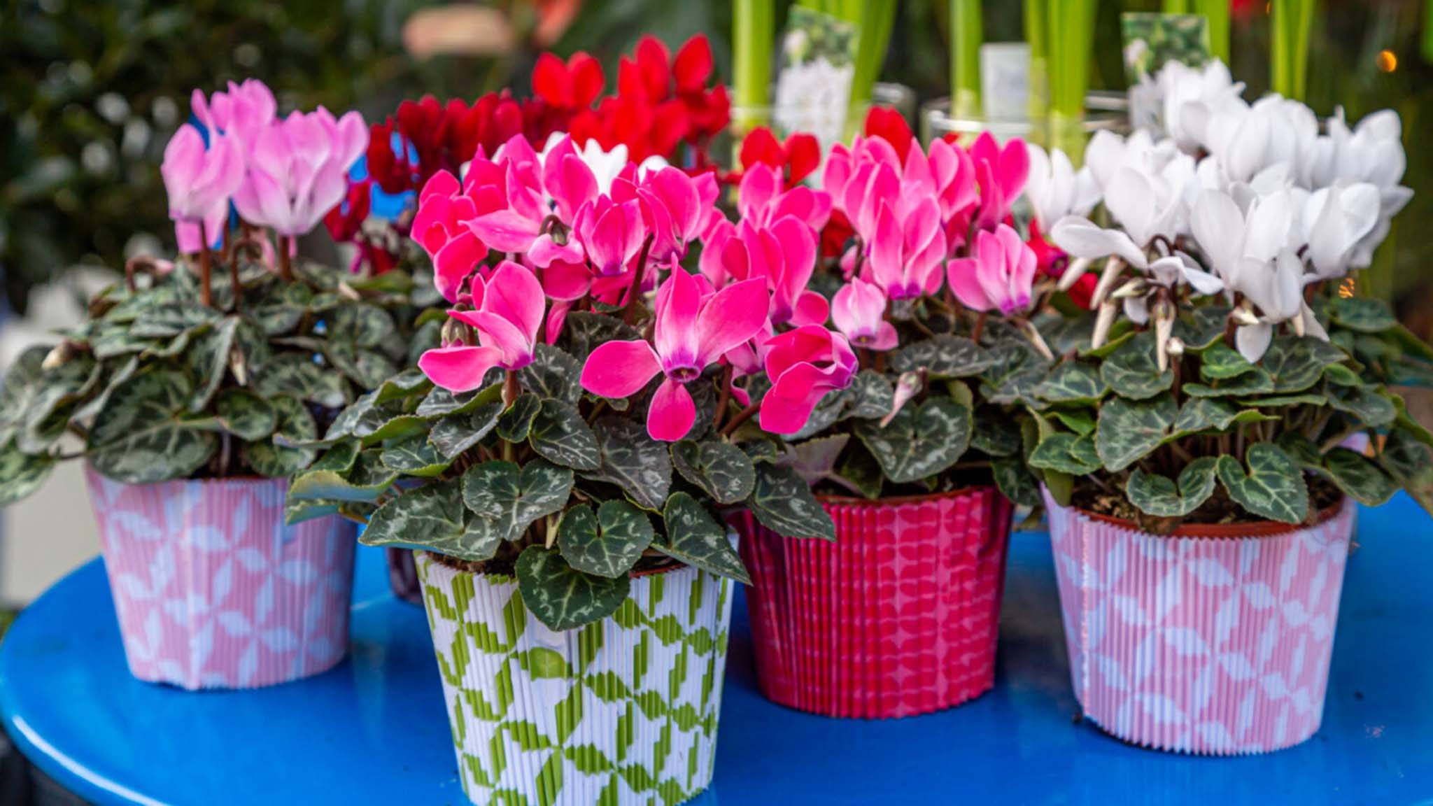 Cyclamen, pink red, white, Full HD Desktop Wallpaper
