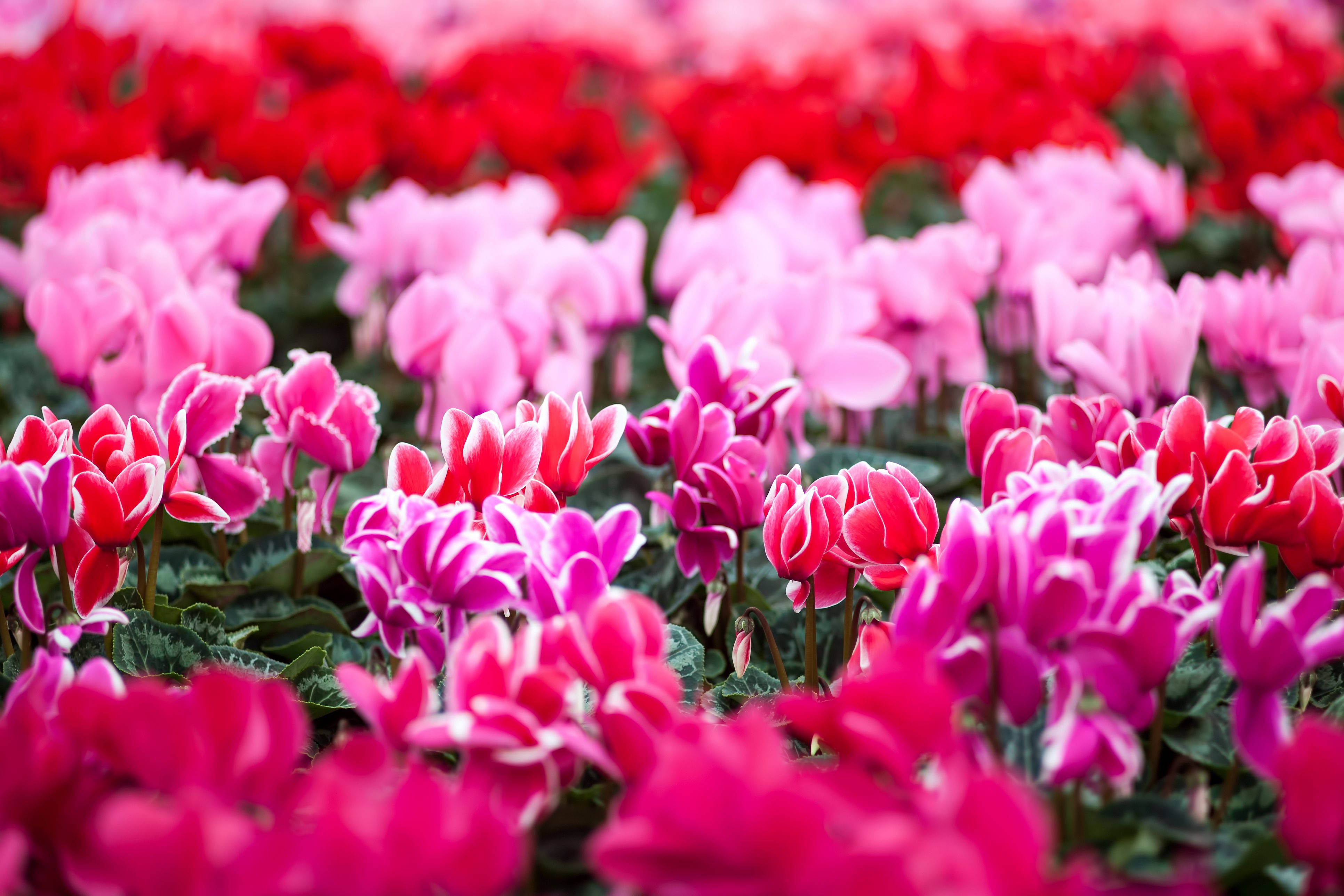 Cyclamen, perennial garden, vivid pinks, 4K Desktop Wallpaper