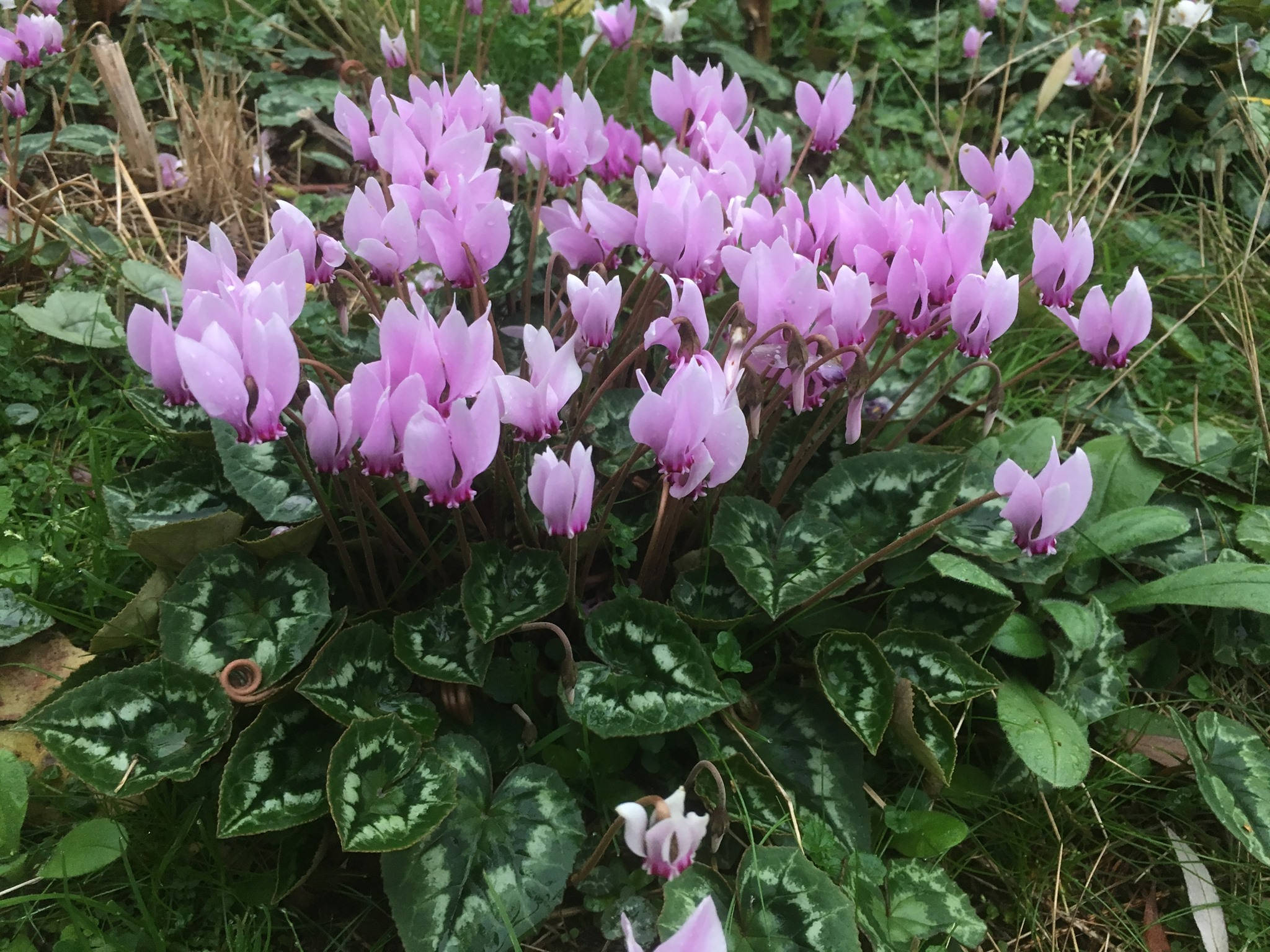 light purple hardy cyclamen, delicate pink cyclamen flowers, lush green foliage, Full HD Desktop Wallpaper