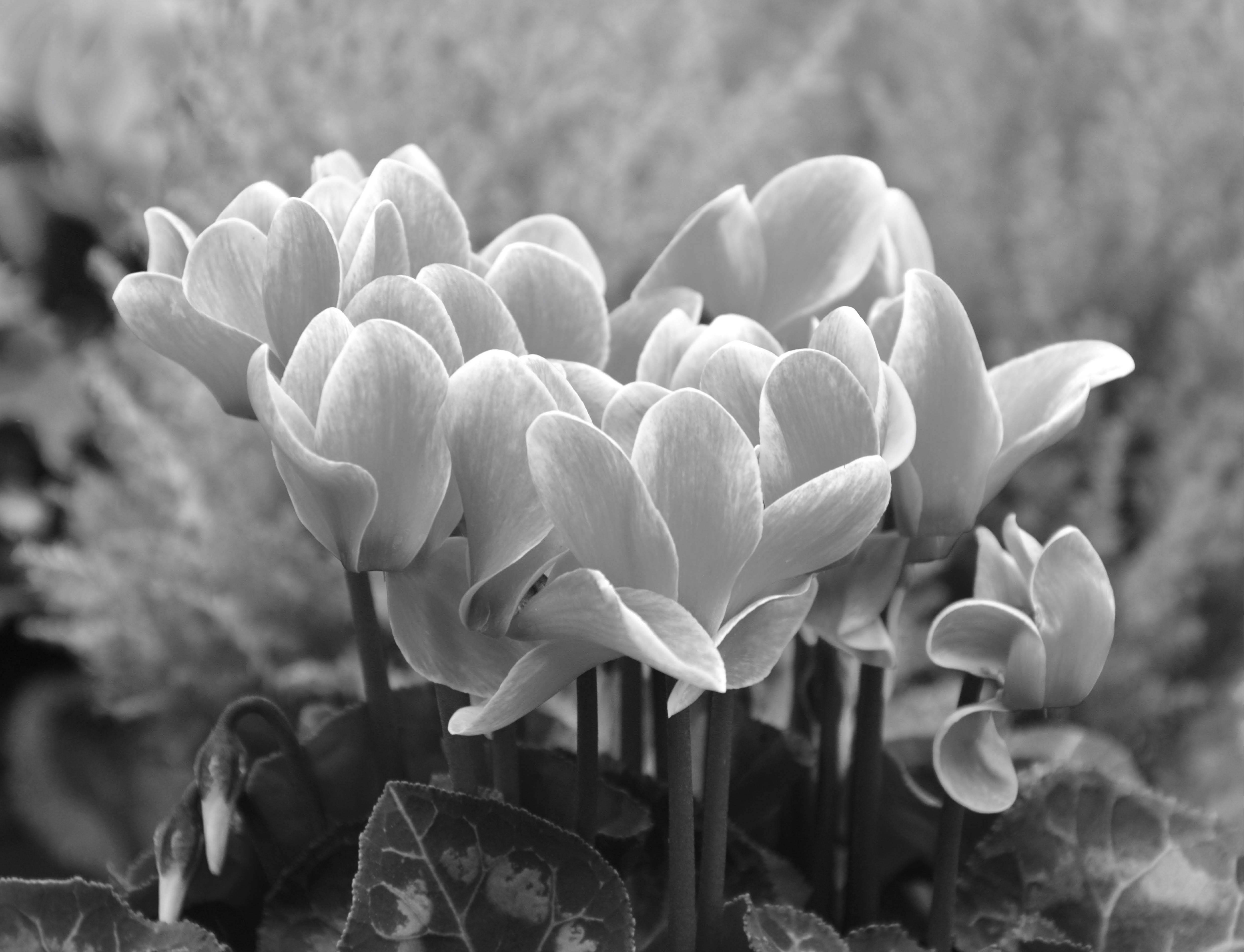 monochrome, cyclamen plant, delicate cyclamen flowers, 4K Desktop Wallpaper
