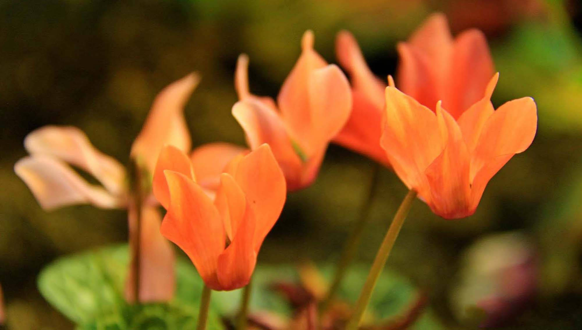 orange cyclamen flower, vibrant orange, soft blurred green background, Full HD Desktop Wallpaper