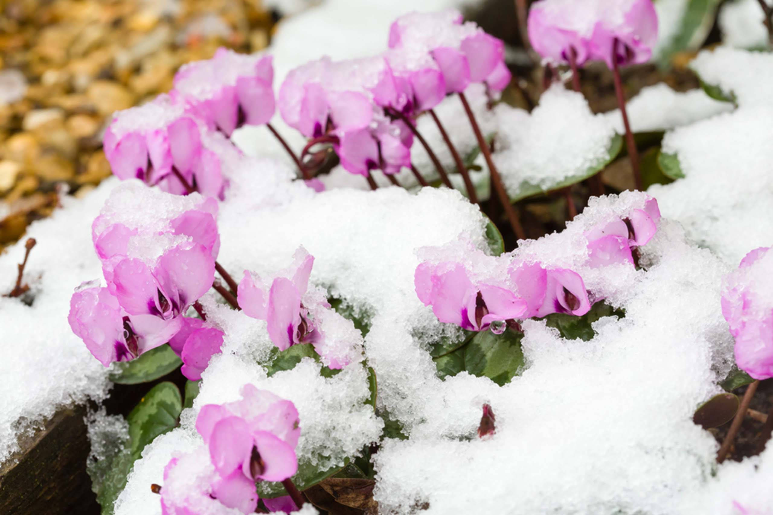 Cyclamen, winter, pink cyclamen flowers, 2K Desktop Wallpaper