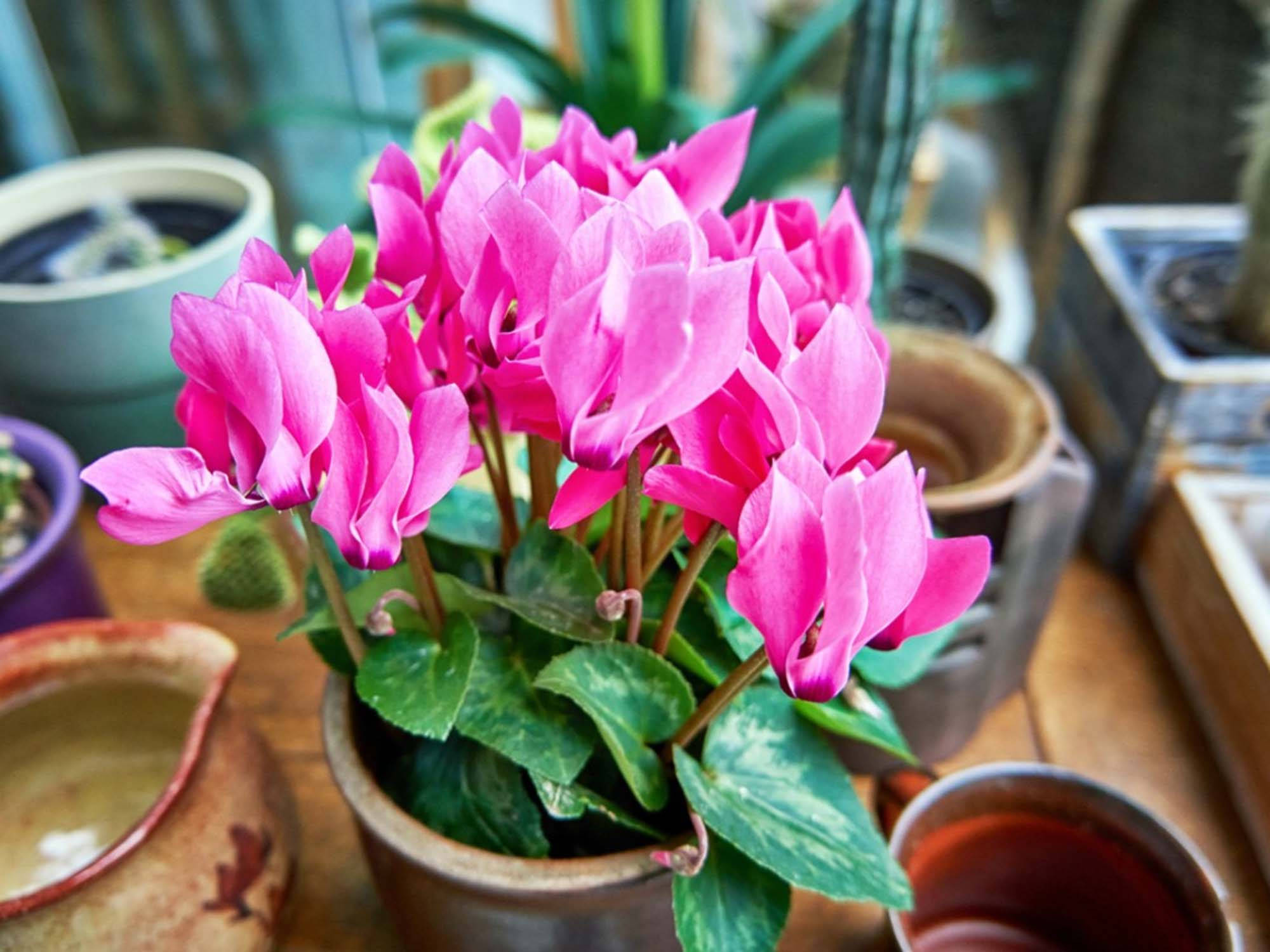 Cyclamen, tuber flowers, vibrant pink, Full HD Desktop Wallpaper