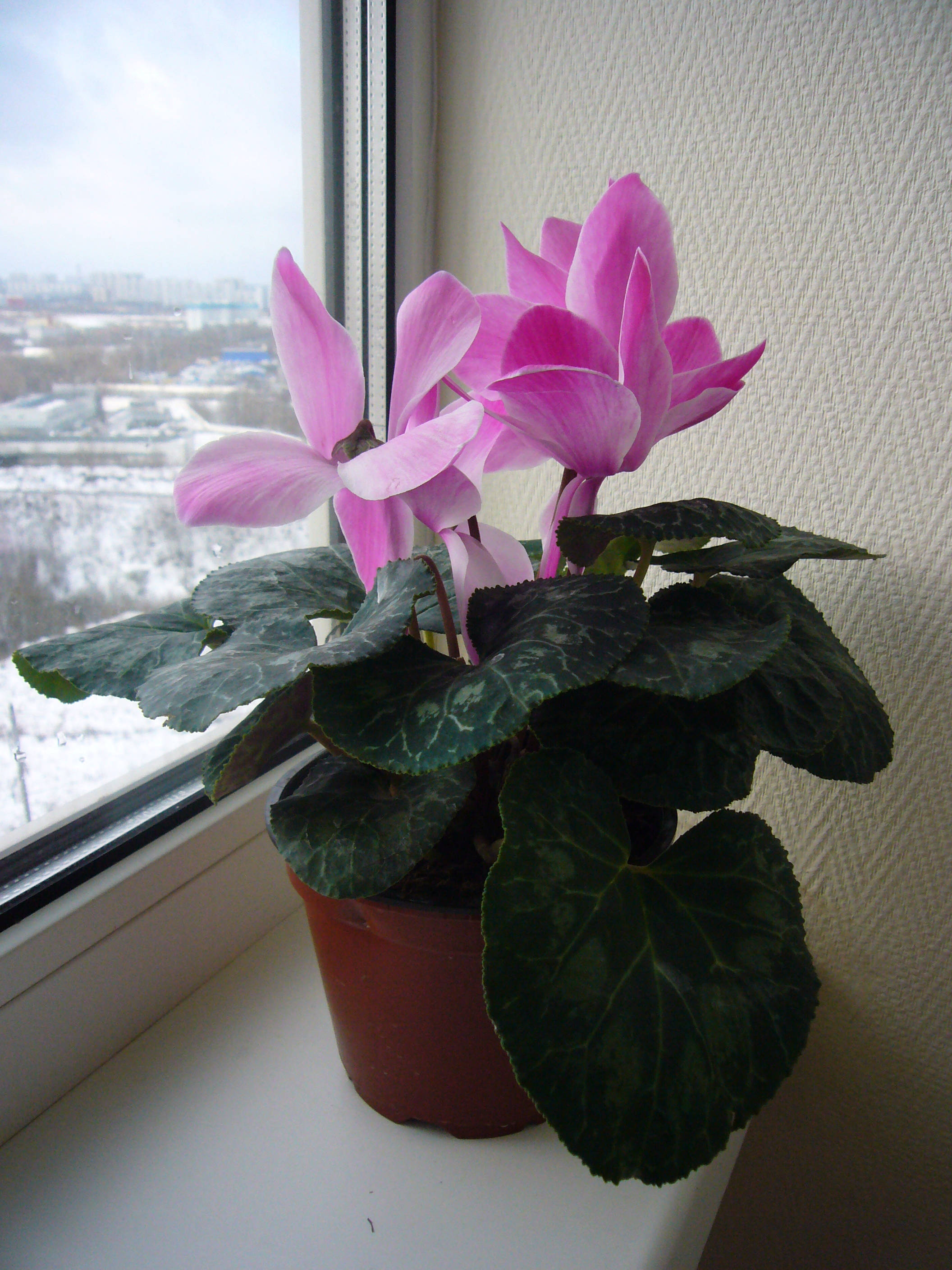 Cyclamen, vibrant pink flowers, patterned green leaves, 2K Phone Wallpaper