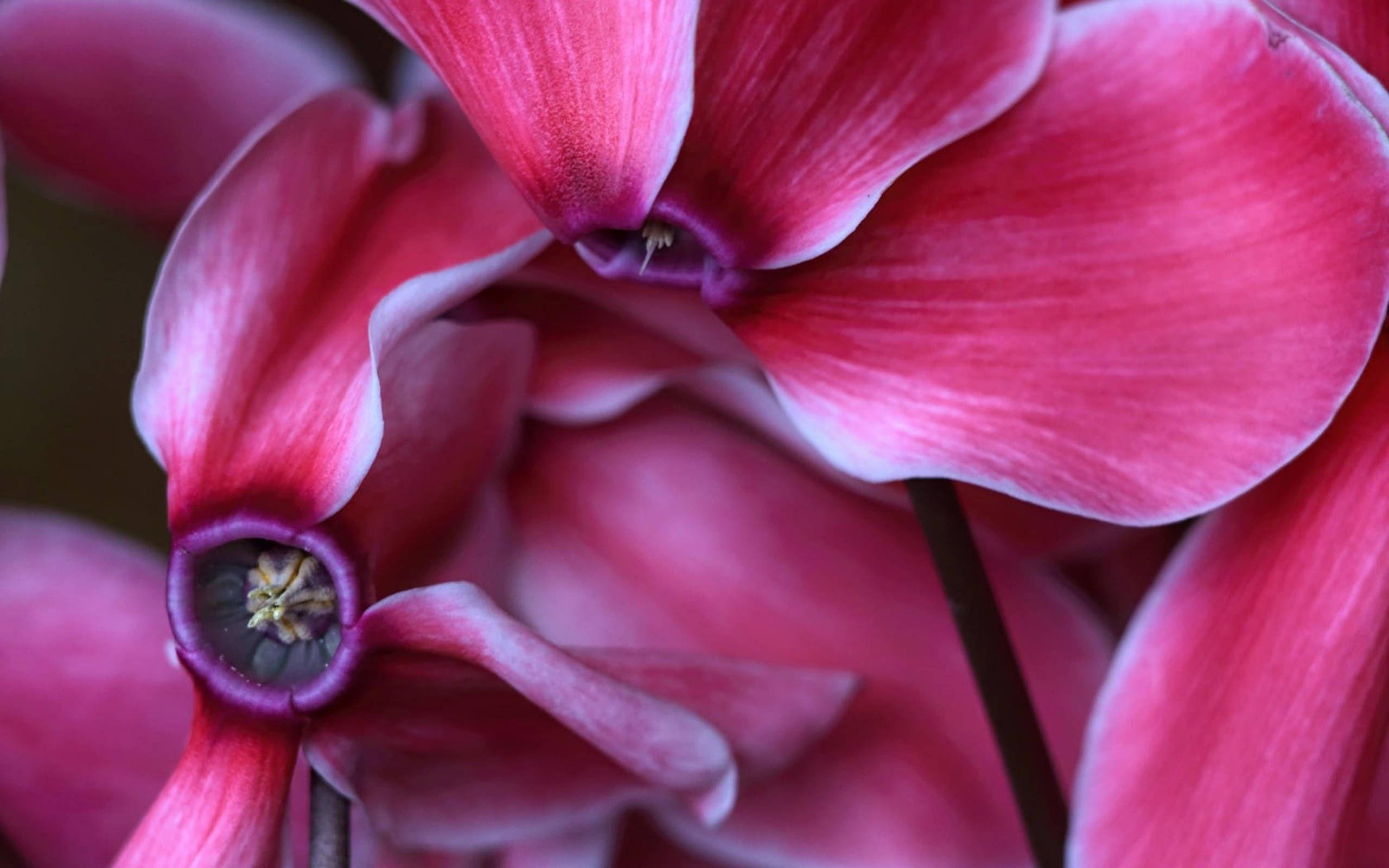 Cyclamen flowers, vibrant pink, delicate white edges, 2K Desktop Wallpaper