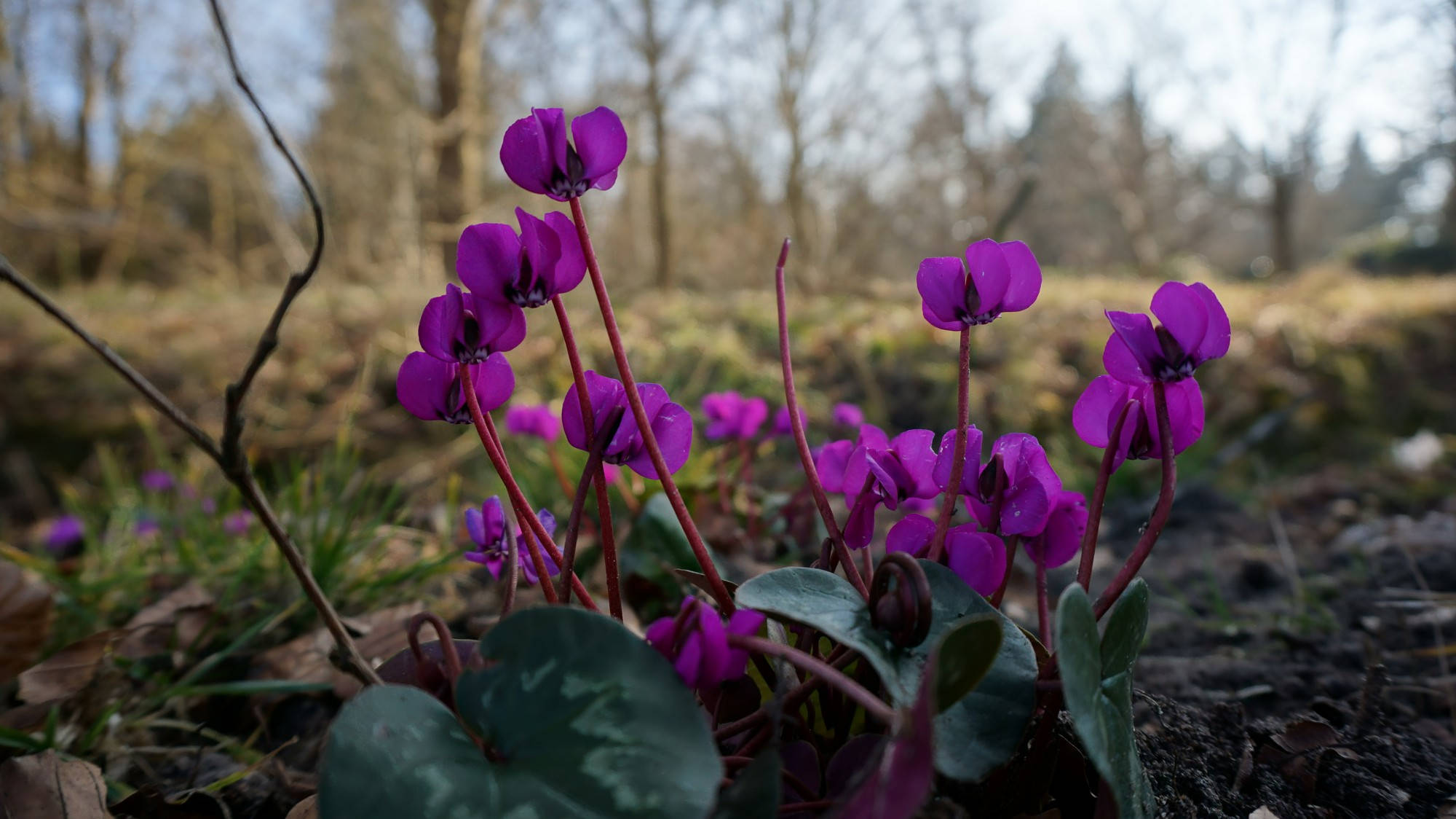 Cyclamen, purple flowers, misty forest floor, Full HD Desktop Wallpaper