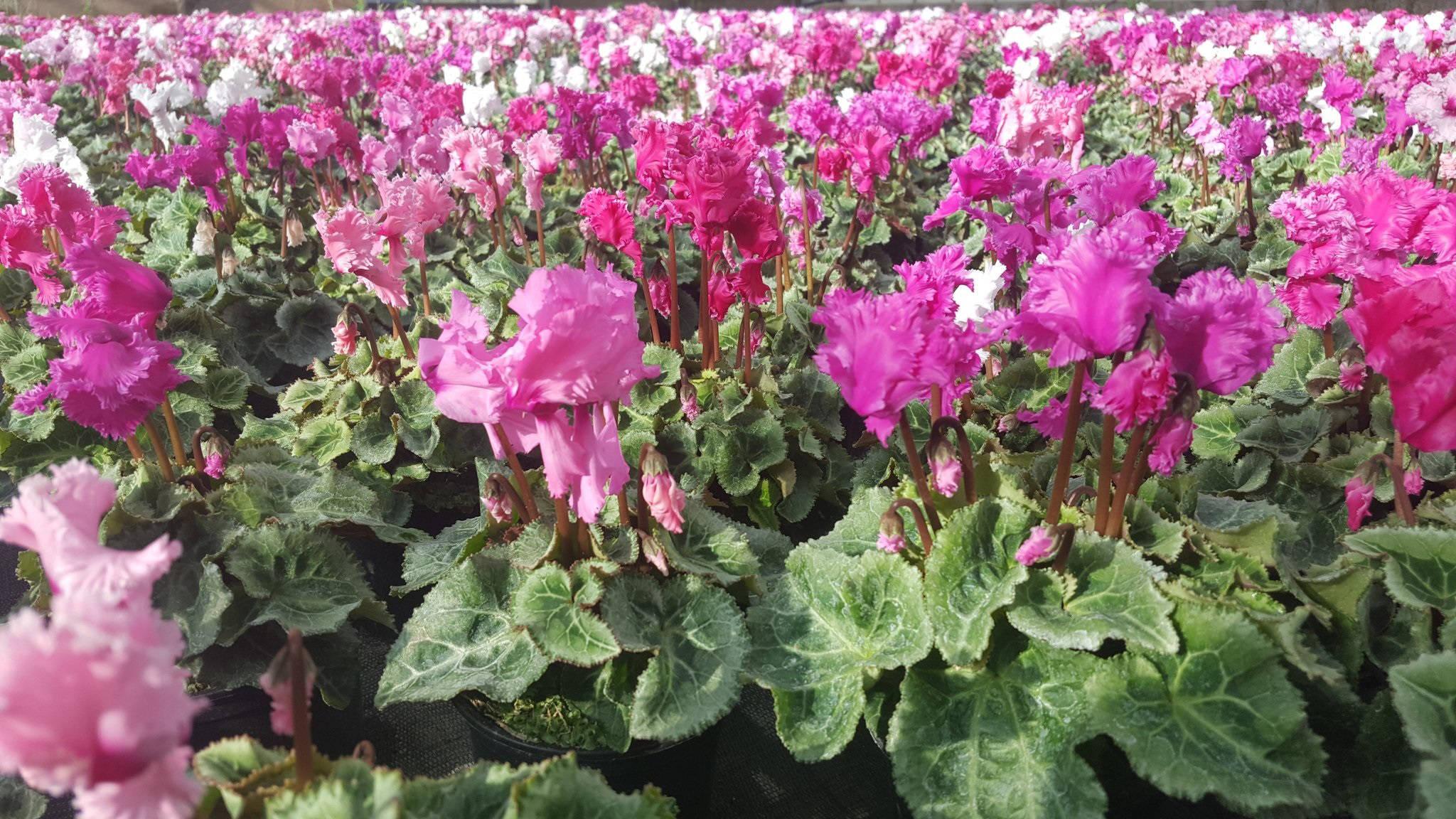 frilly cyclamen variety, vibrant pink, white cyclamen flowers, Full HD Desktop Wallpaper