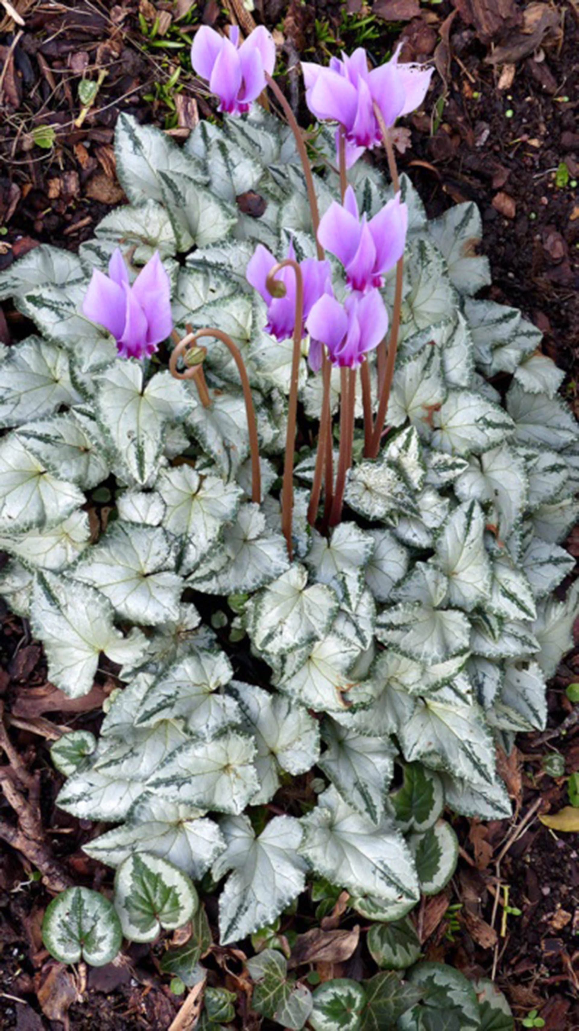 Cyclamen, Silver Cloud, vibrant purple, 2K Phone Wallpaper