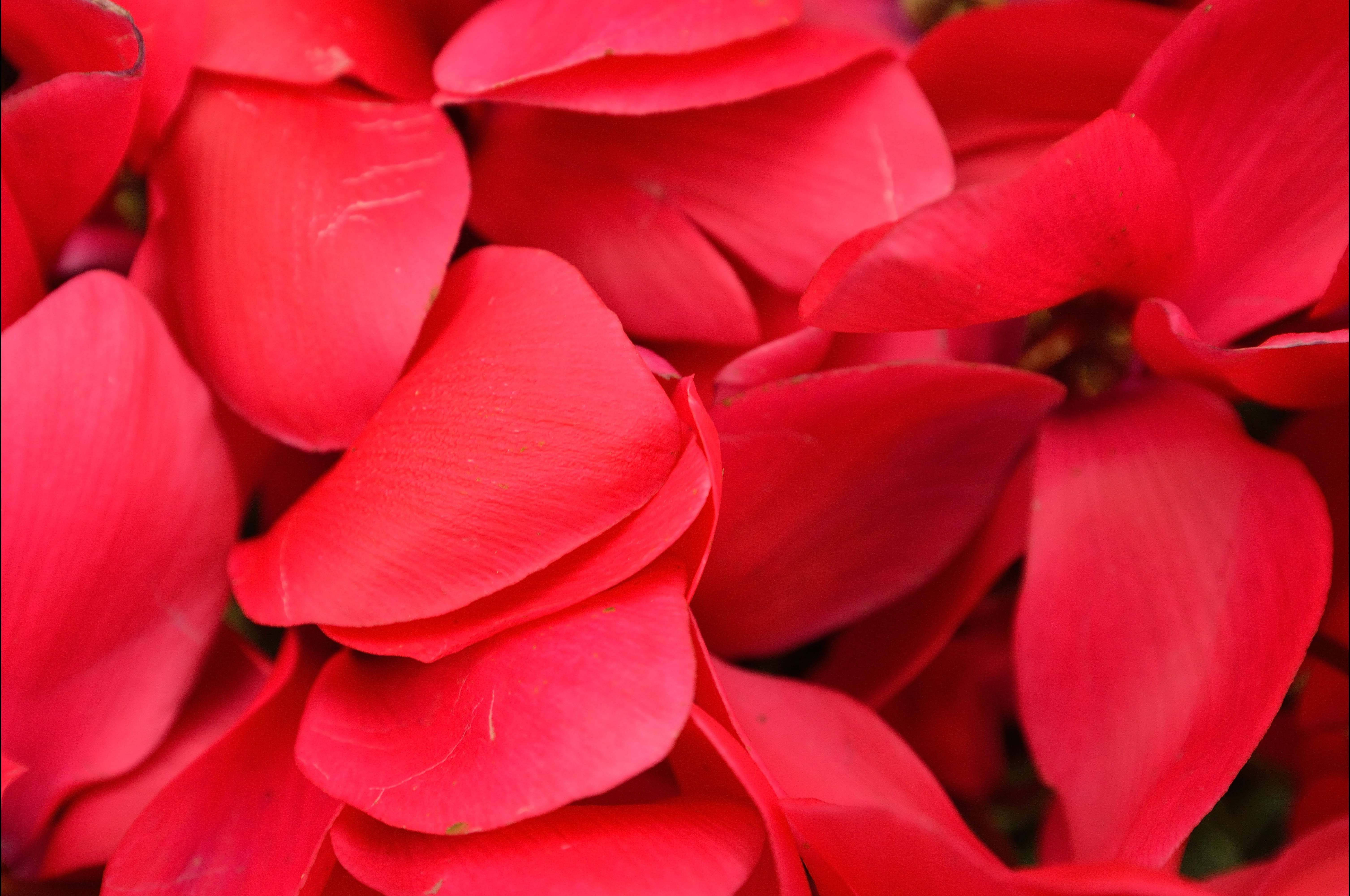 Cyclamen, red flower petals, macro, 5K Desktop Wallpaper