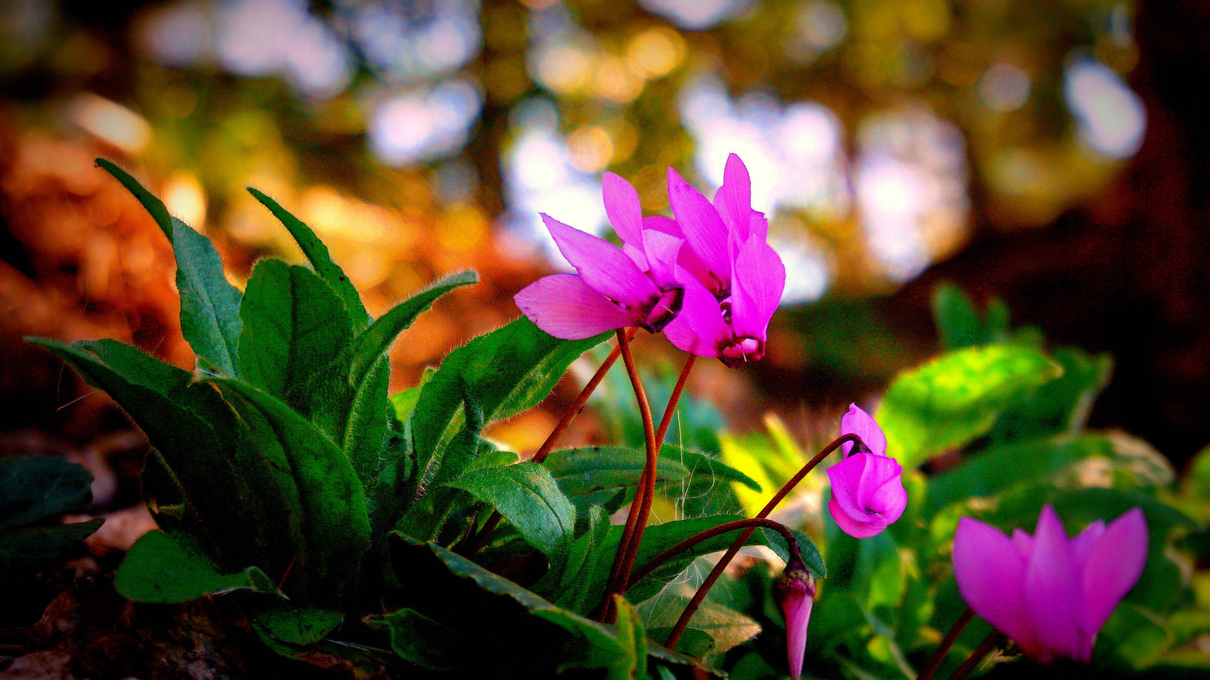 purple cyclamen plant, vibrant pink cyclamen flowers, lush green leaves, Full HD Desktop Wallpaper