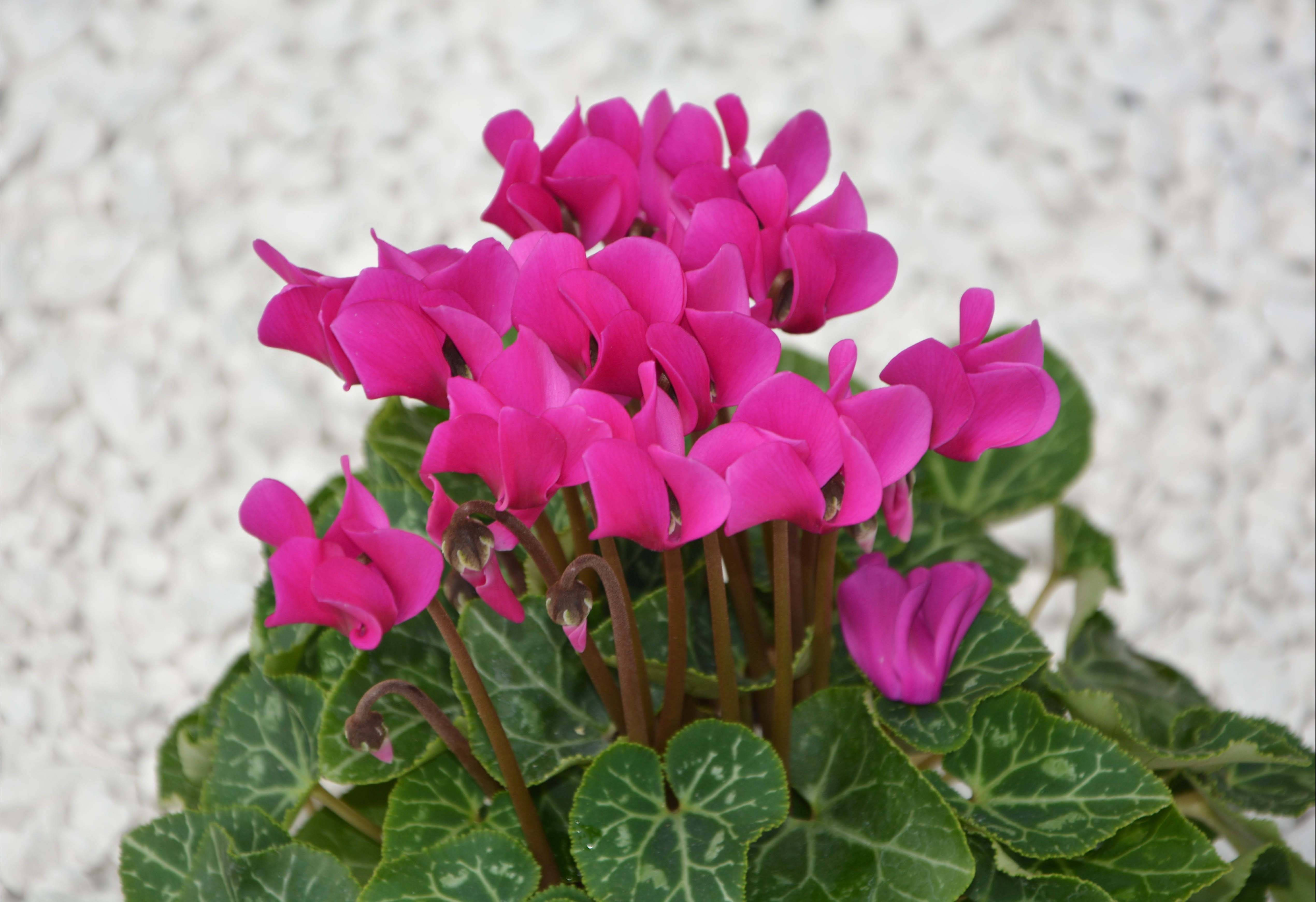 fuchsia cyclamen flower, vibrant pink cyclamen flowers, patterned green leaves, 4K Desktop Wallpaper
