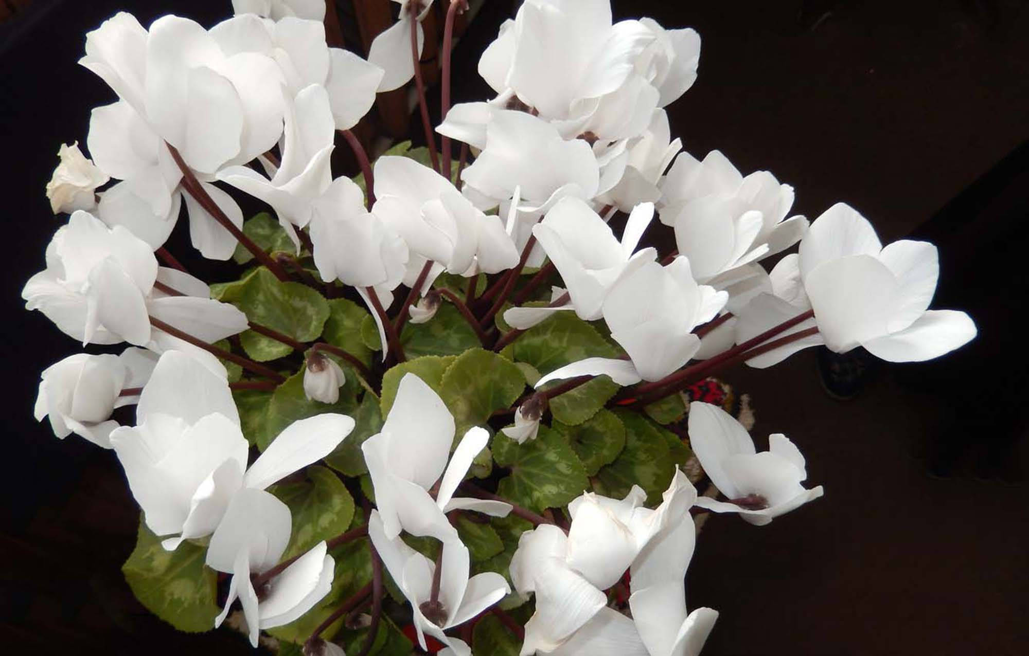 Cyclamen, pewter white, maroon stems, Full HD Desktop Wallpaper
