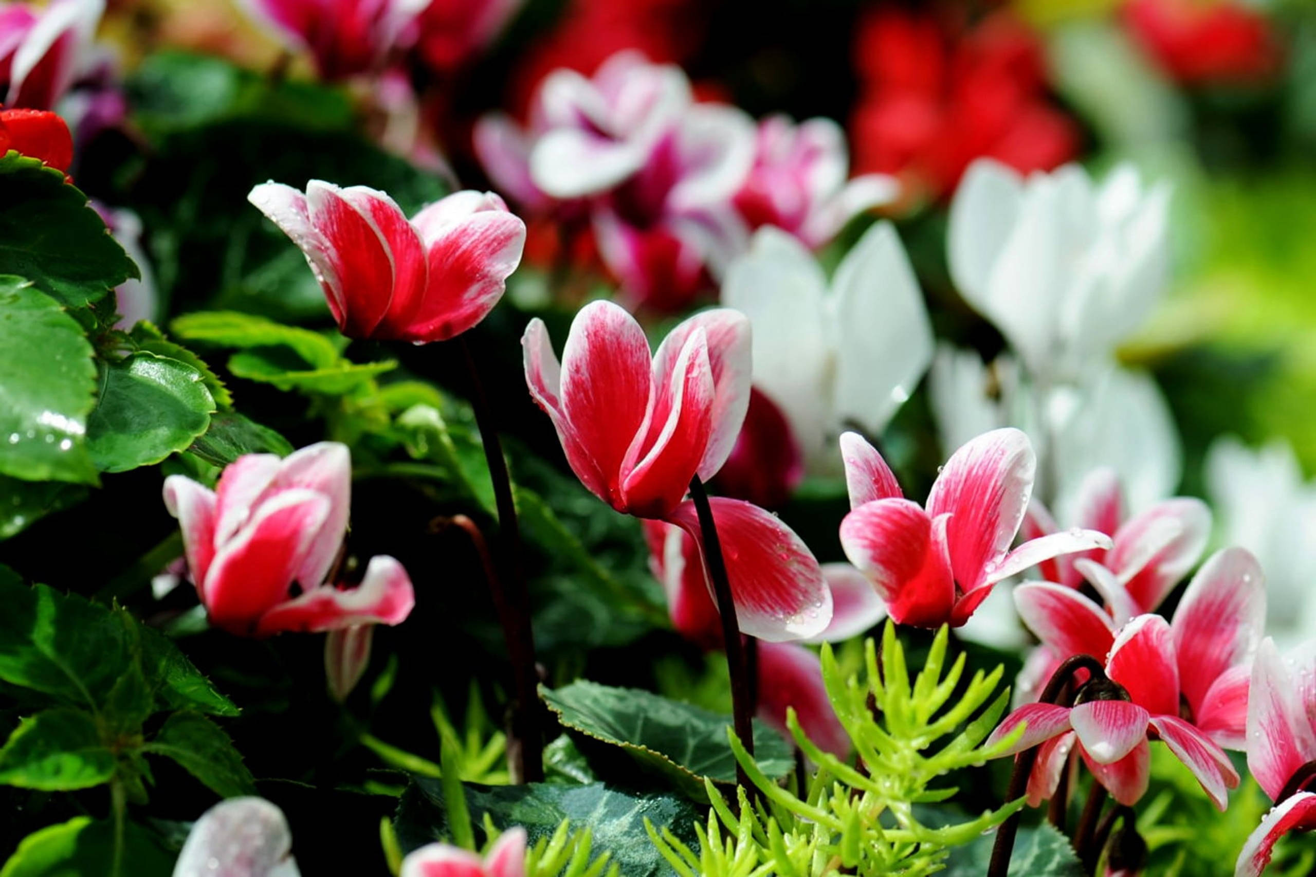 Cyclamen, white and pink cyclamen flowers, red and white cyclamen flowers, 2K Desktop Wallpaper