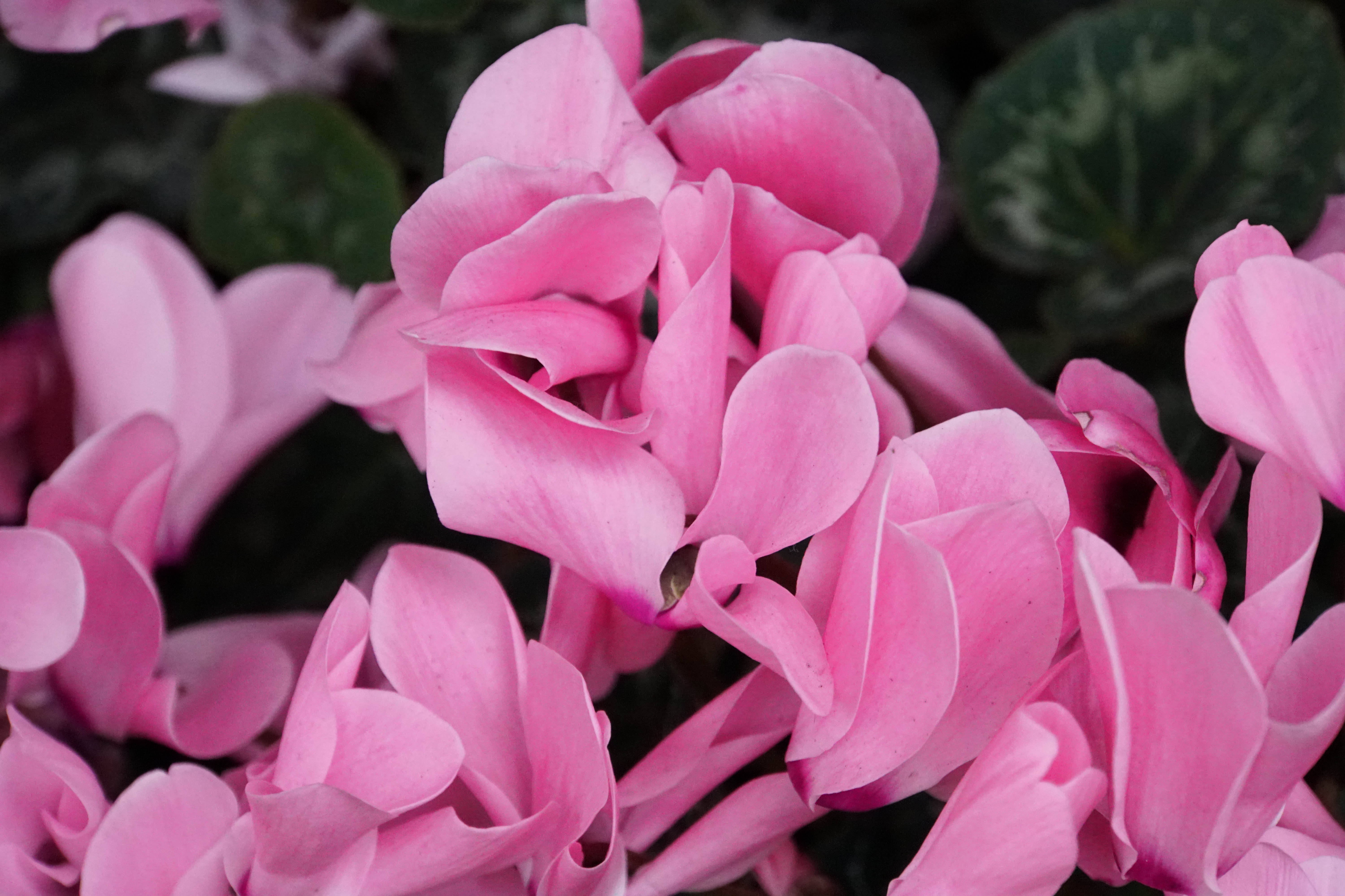 pink cyclamen, vibrant pink cyclamen flowers, delicate curled petals, 5K Desktop Wallpaper