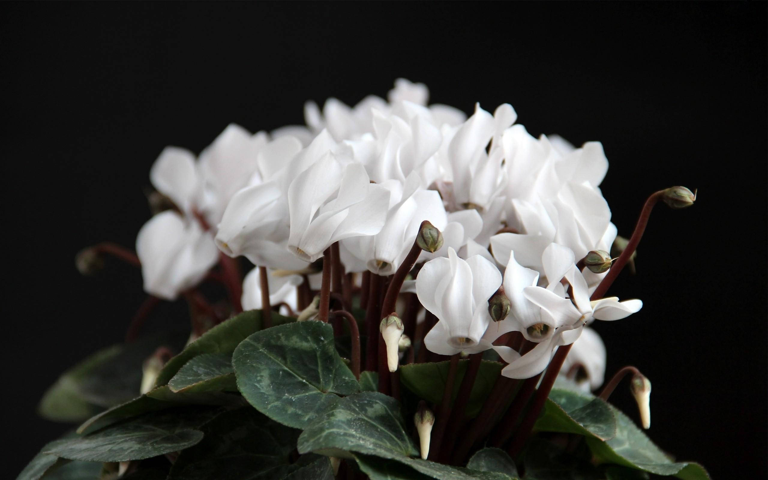 white cyclamen flowers, marbled green leaves, stark black background, 2K Desktop Wallpaper