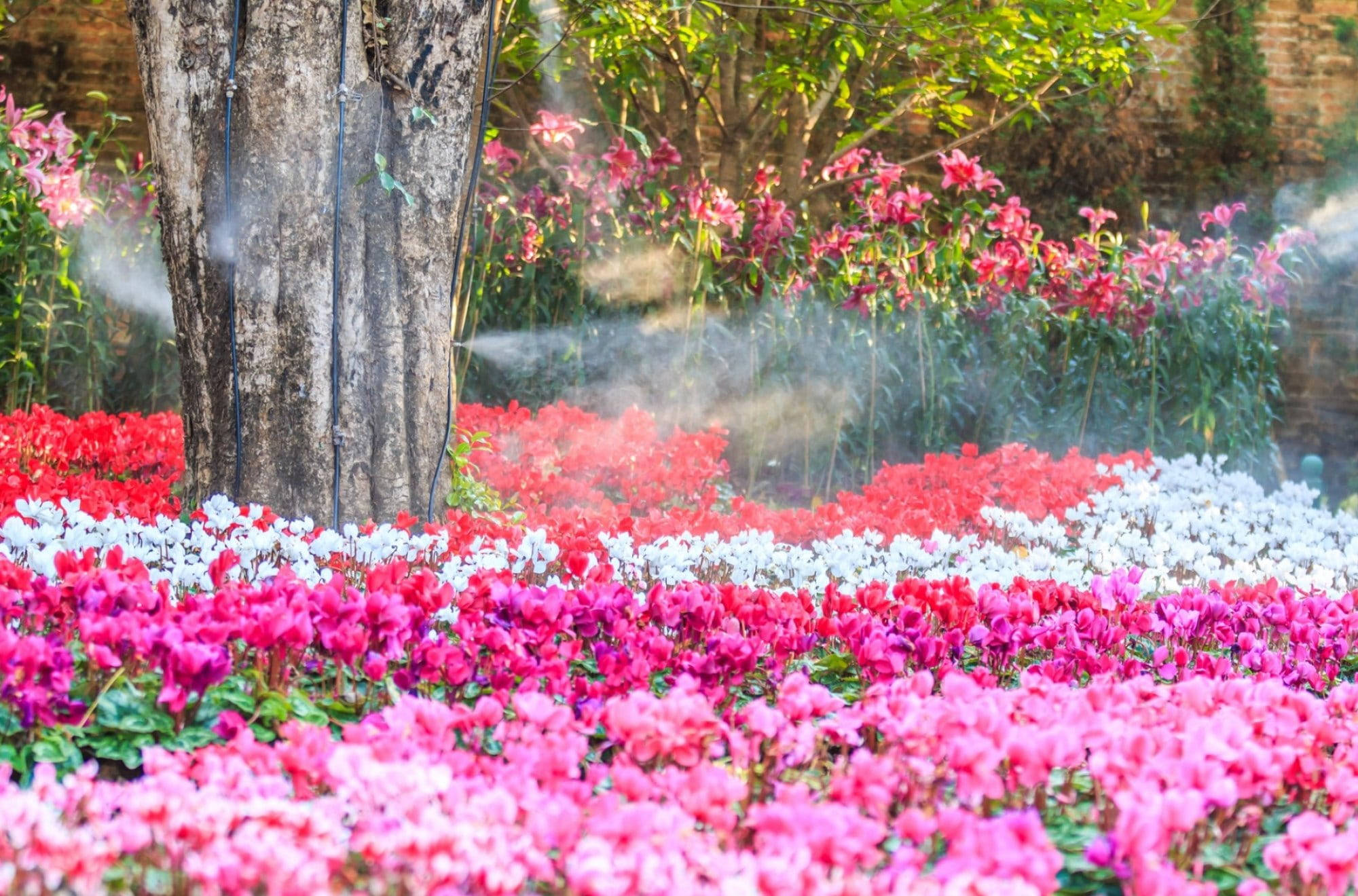 Cyclamen, pink red, white, Full HD Desktop Wallpaper