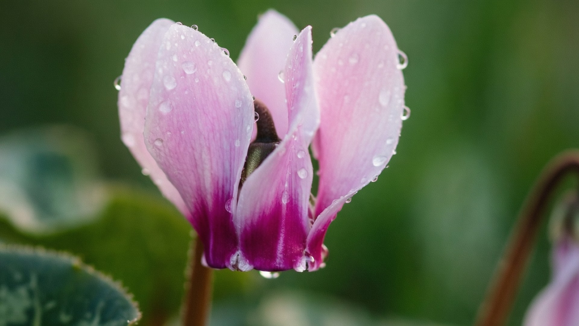 Cyclamen, pink cyclamen flower, dew drops, Full HD Desktop Wallpaper