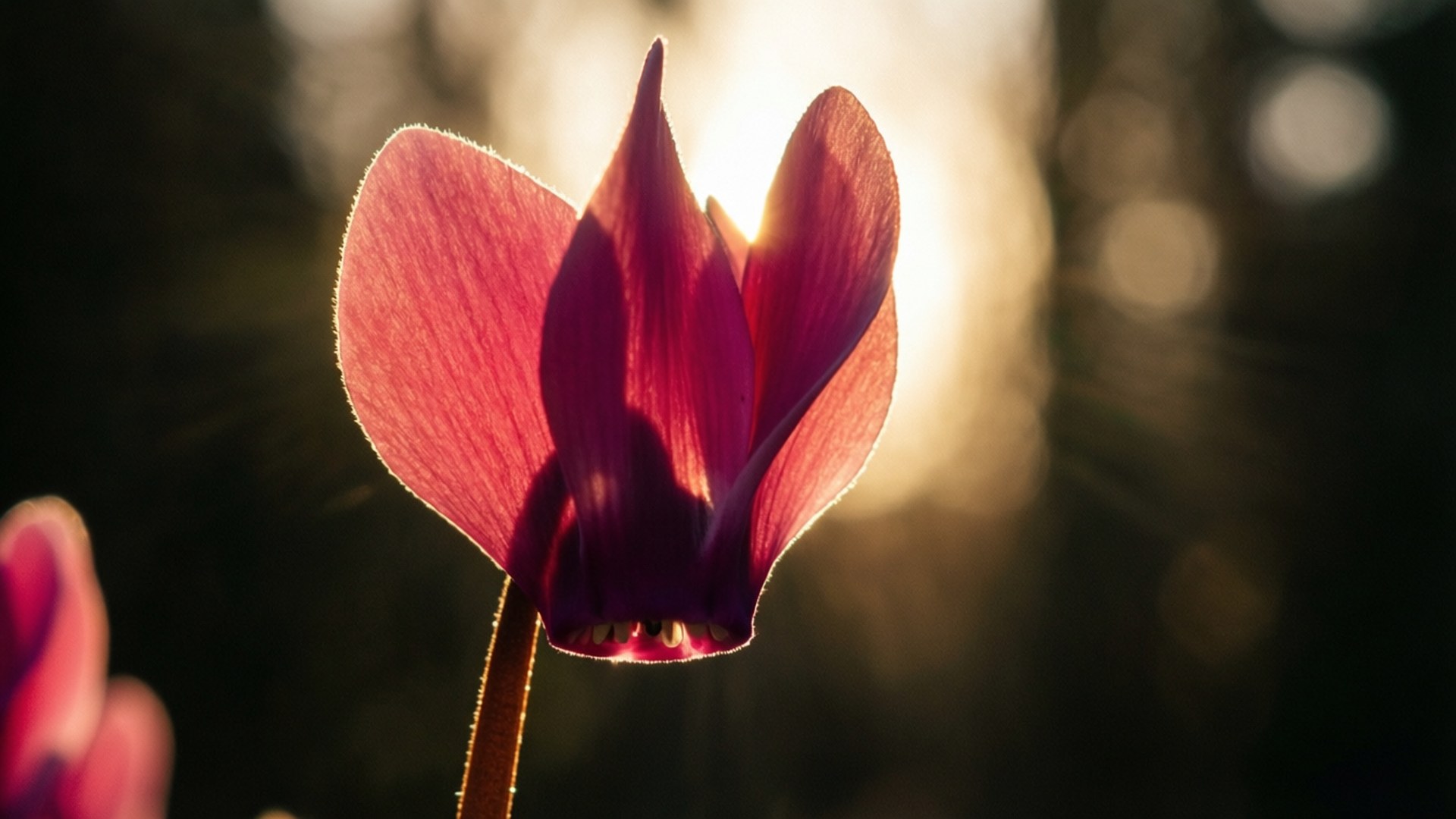 Cyclamen, deep pink, golden sun rays, Full HD Desktop Wallpaper
