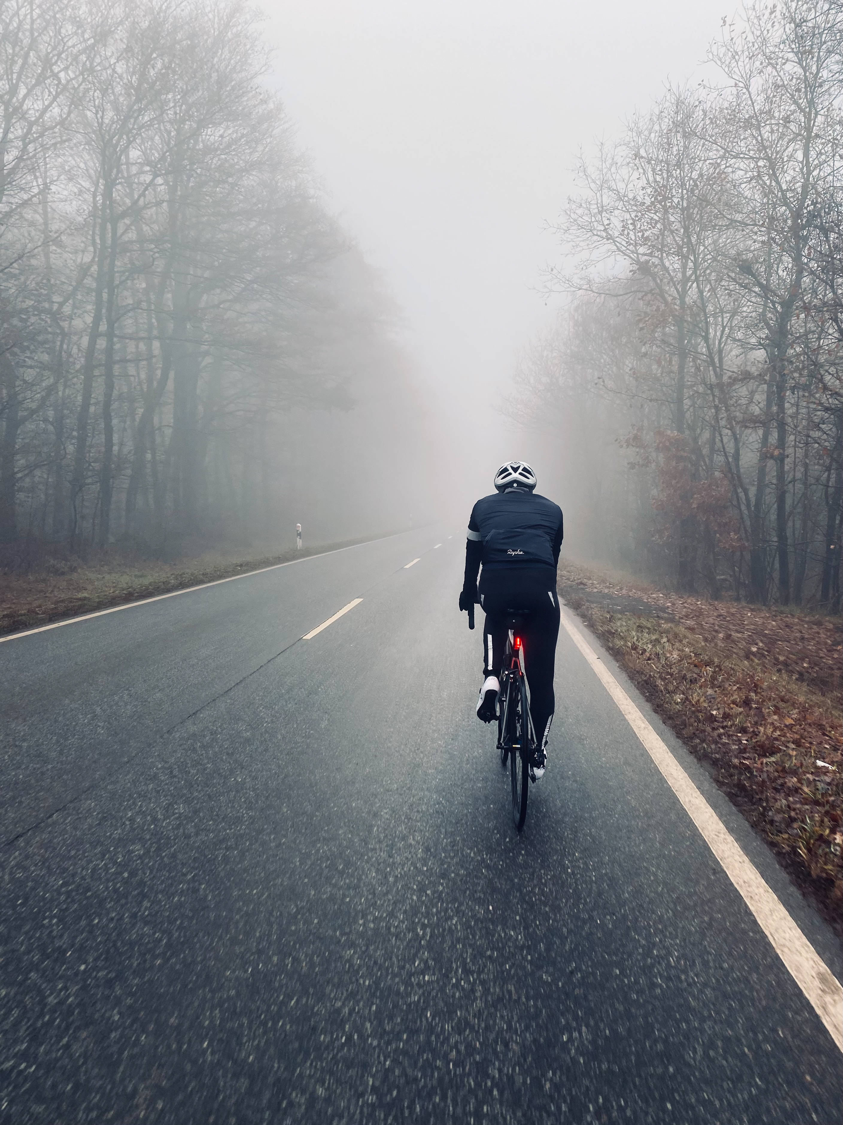 foggy road, bare trees, autumn morning, 2K Phone Wallpaper