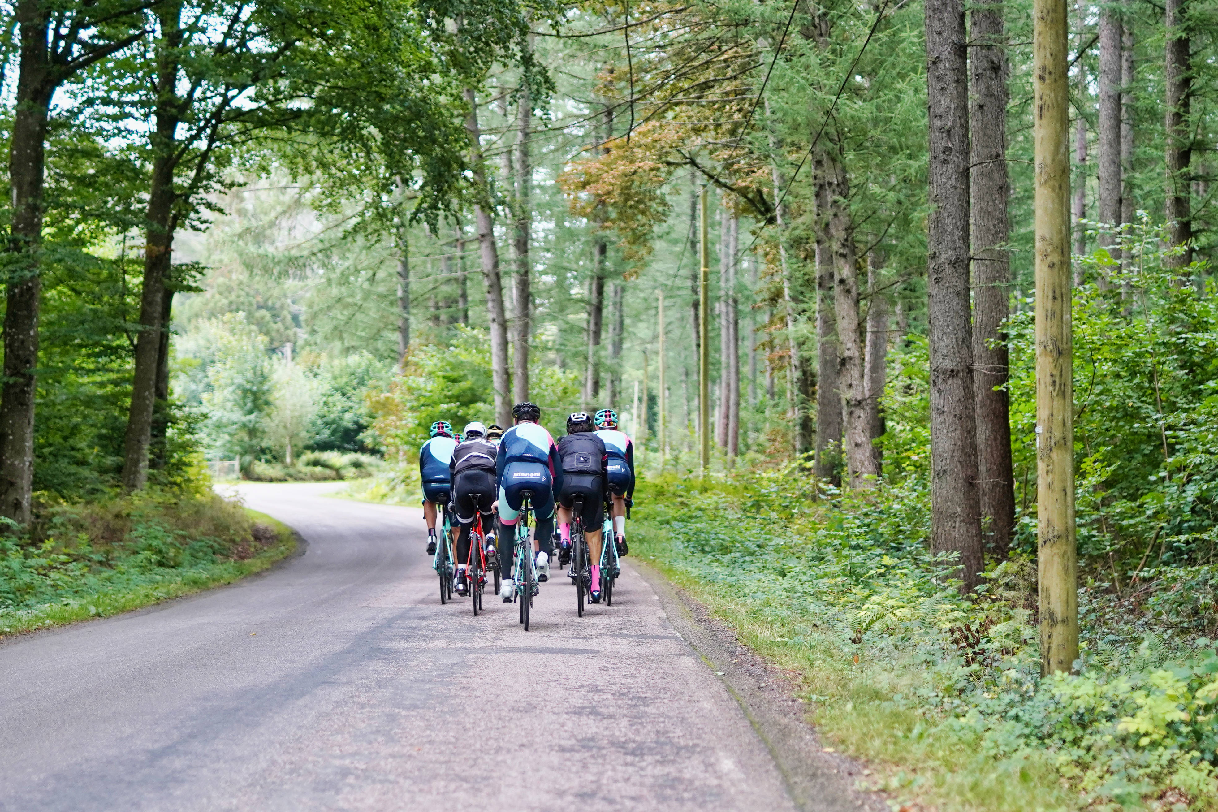 cycling group, forest road, winding forest road, 4K Desktop Wallpaper