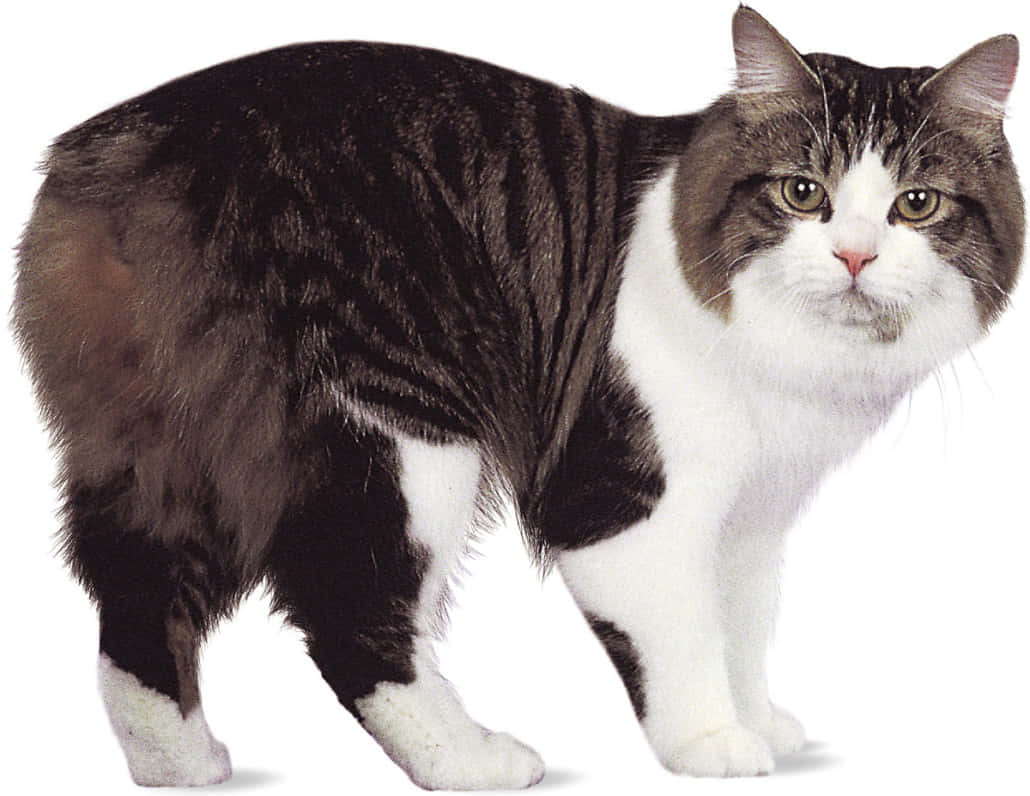 Cymric, black and white cat, green eyes, SD Desktop Wallpaper