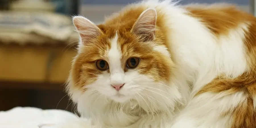 Cymric, orange and white, wide brown eyes, SD Desktop Wallpaper