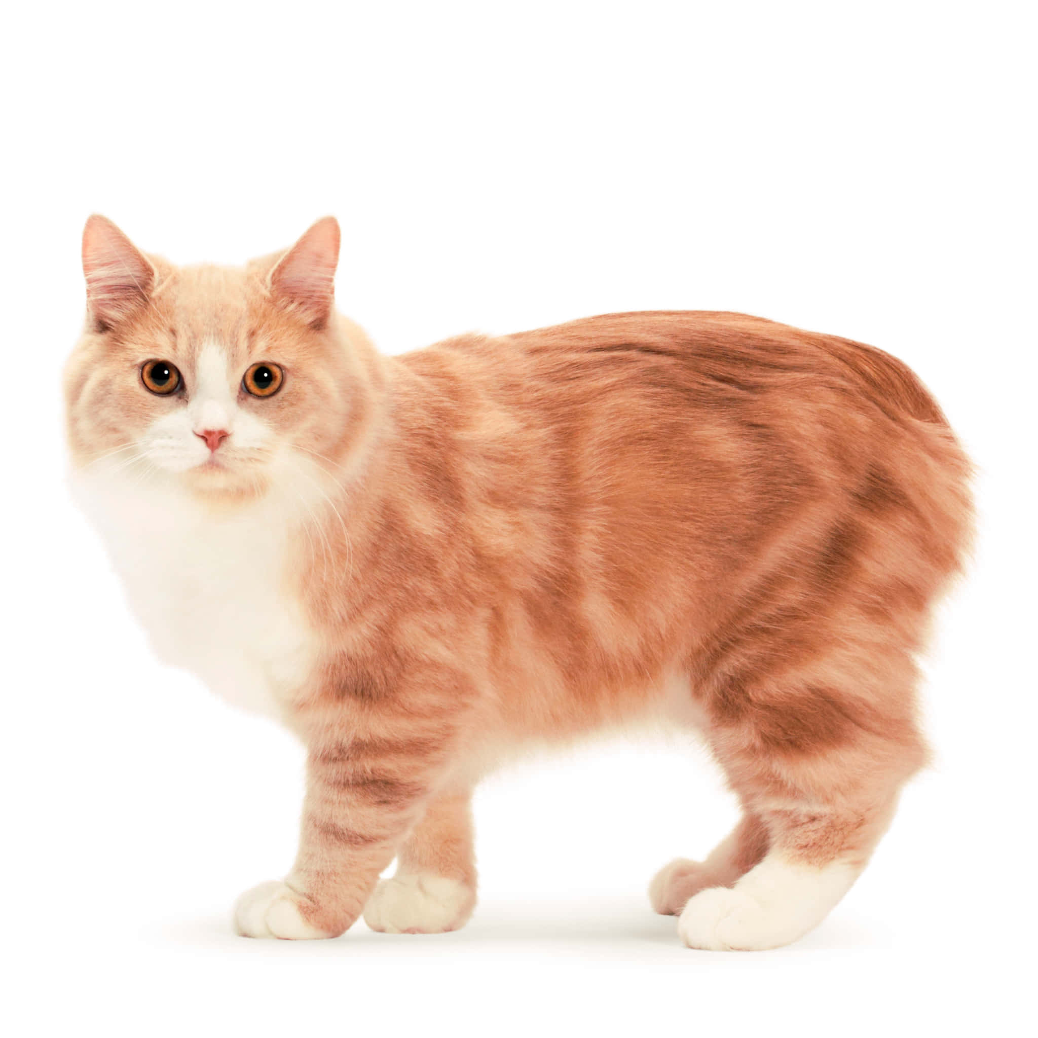 Cymric, orange and white, bright amber eyes, Full HD Desktop Wallpaper