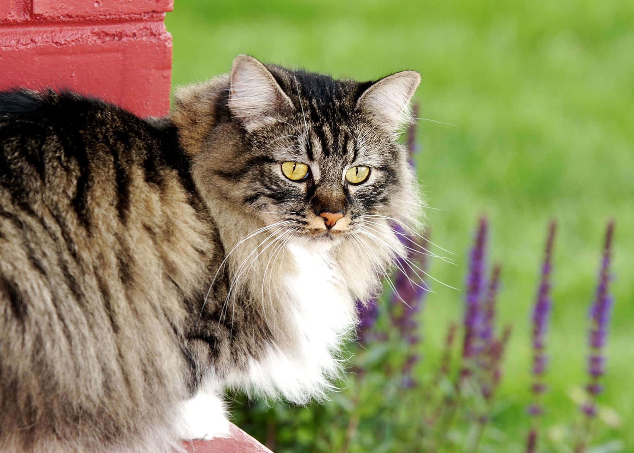 Cymric, tabby cat, yellow eyes, Full HD Desktop Wallpaper