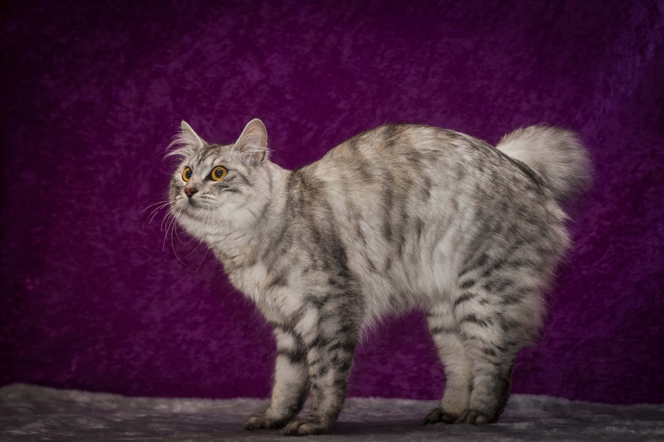 Cymric, silver tabby, yellow eyes, Full HD Desktop Wallpaper
