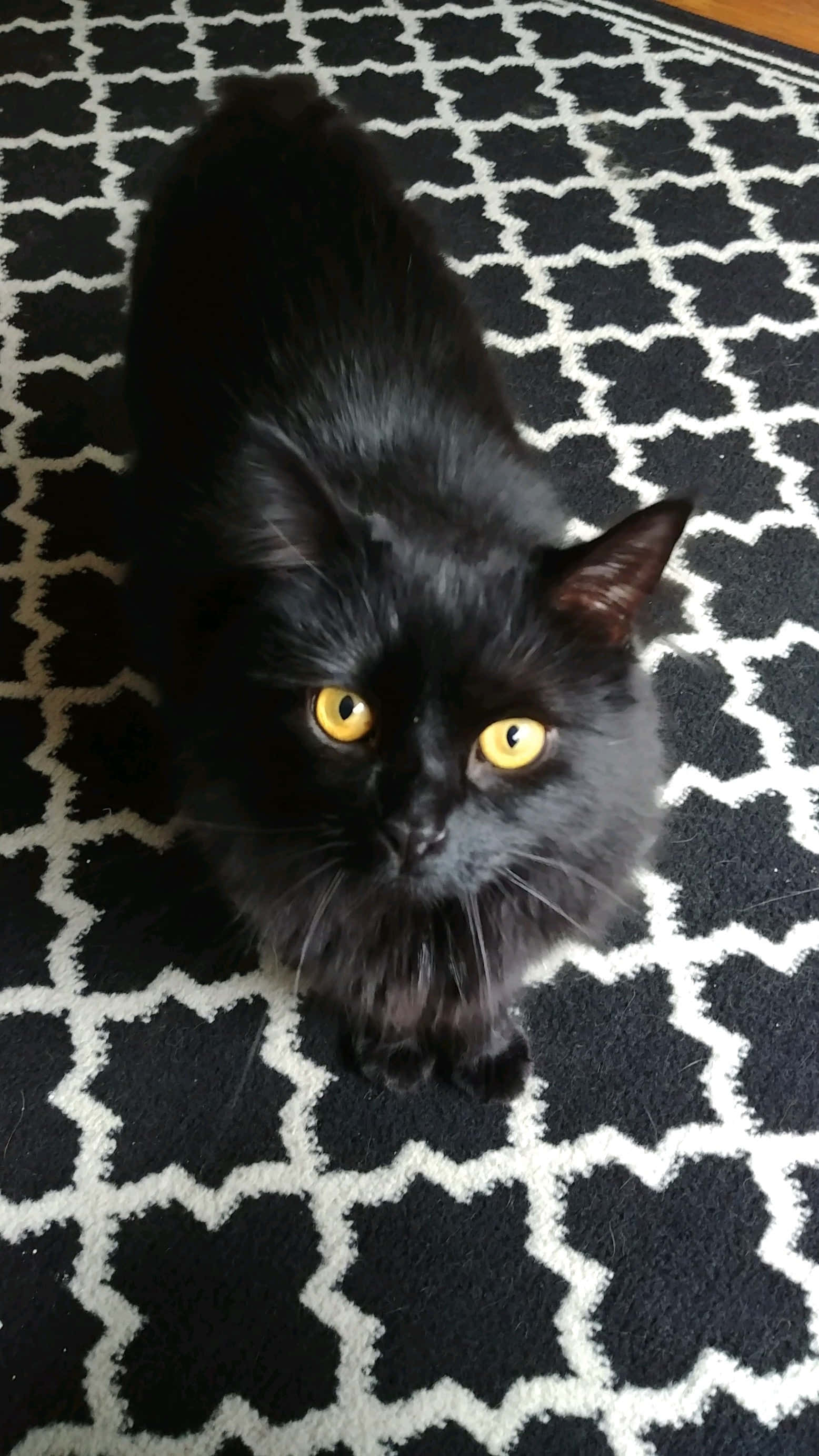 Cymric, black, yellow eyes, 2K Phone Wallpaper