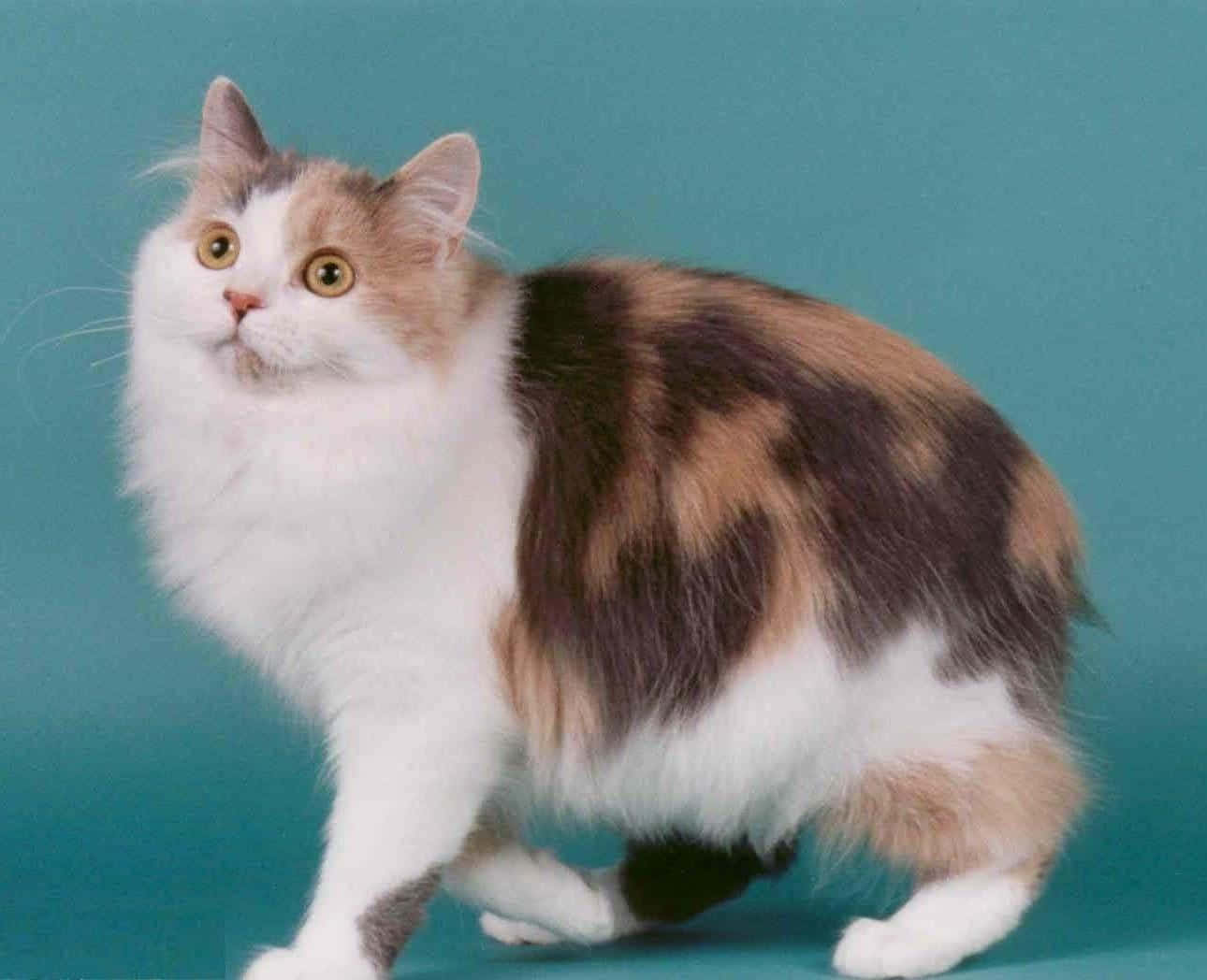 Cymric, calico cat, golden eyes, HD Desktop Wallpaper