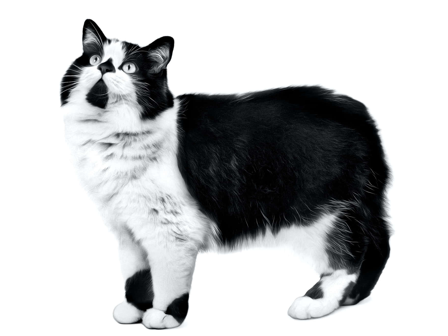 Cymric, black and white cat, garden, HD Desktop Wallpaper