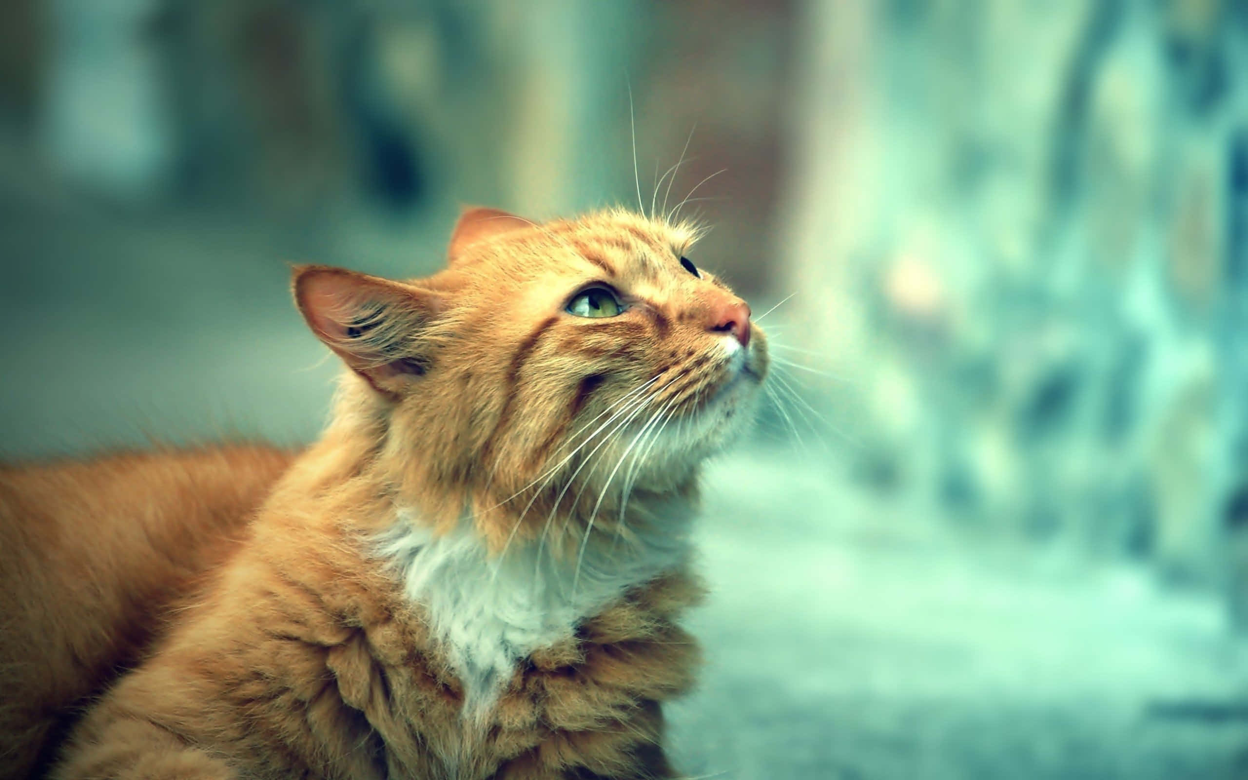 Cymric, ginger cat, green eyes, 2K Desktop Wallpaper