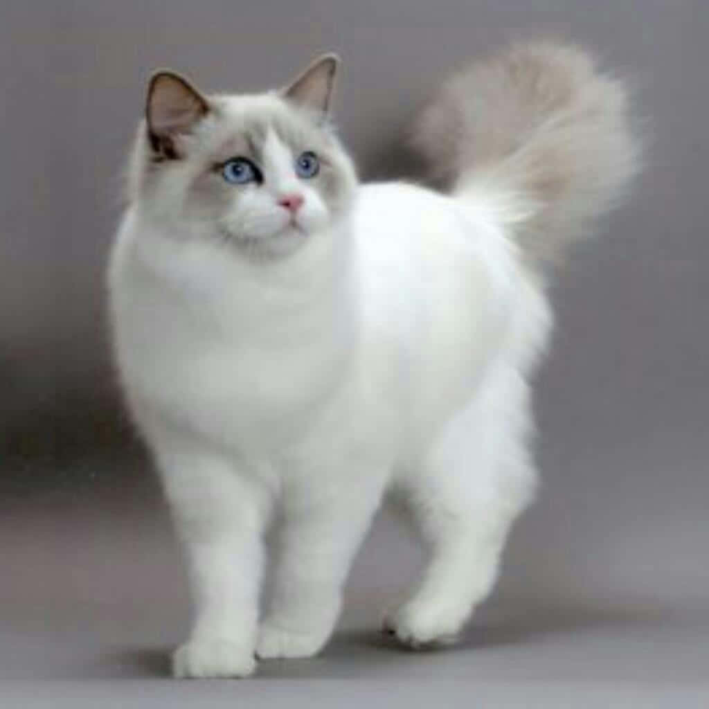 Cymric, ragdoll cat, fluffy white, SD Desktop Wallpaper
