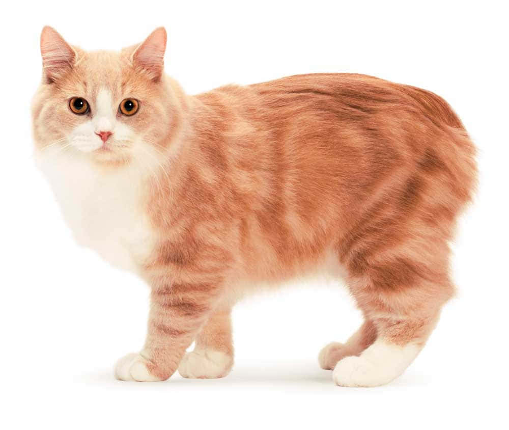 Cymric, orange and white, bright amber eyes, SD Desktop Wallpaper