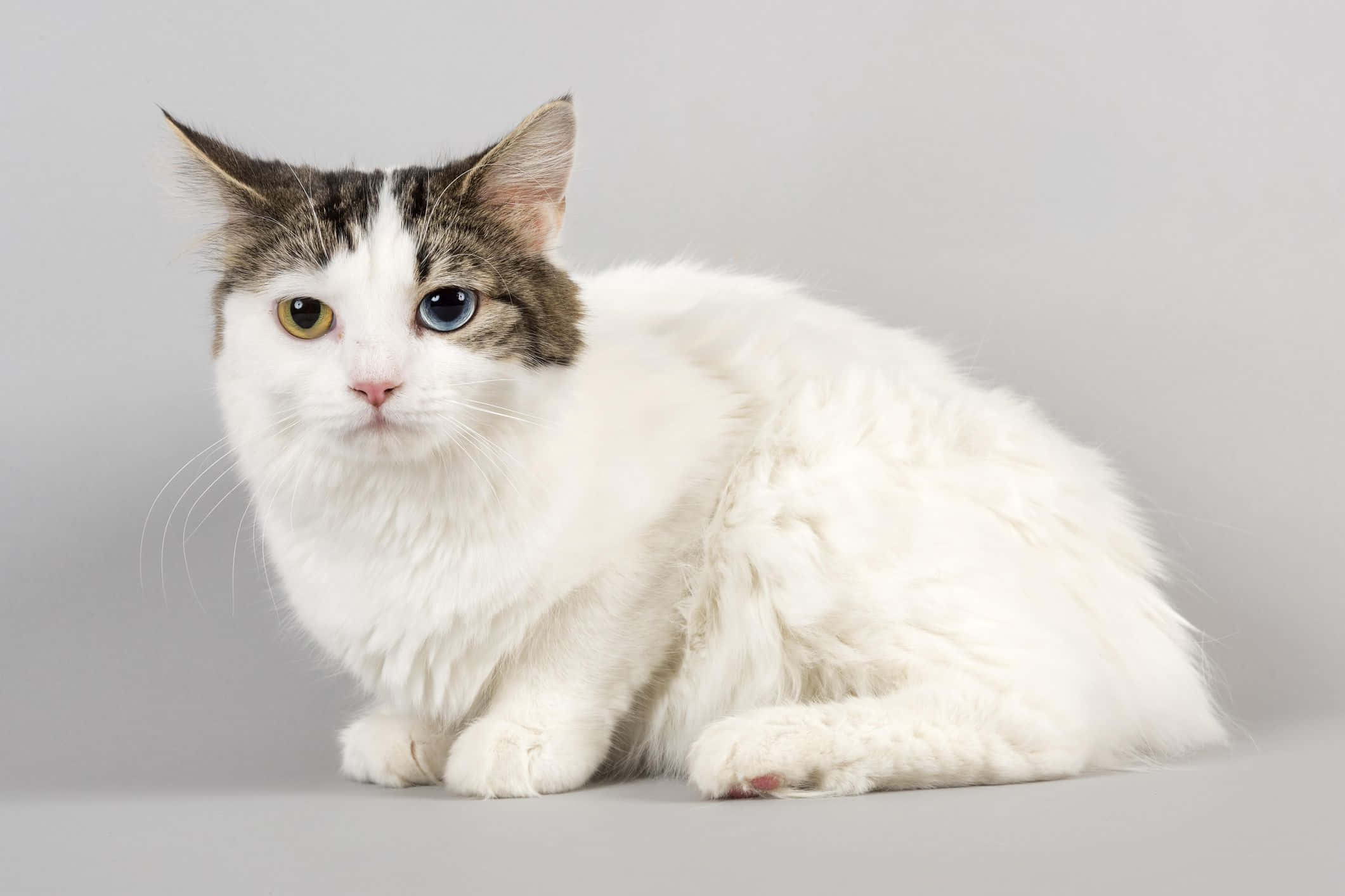 Cymric, fluffy white cat, heterochromia, Full HD Desktop Wallpaper