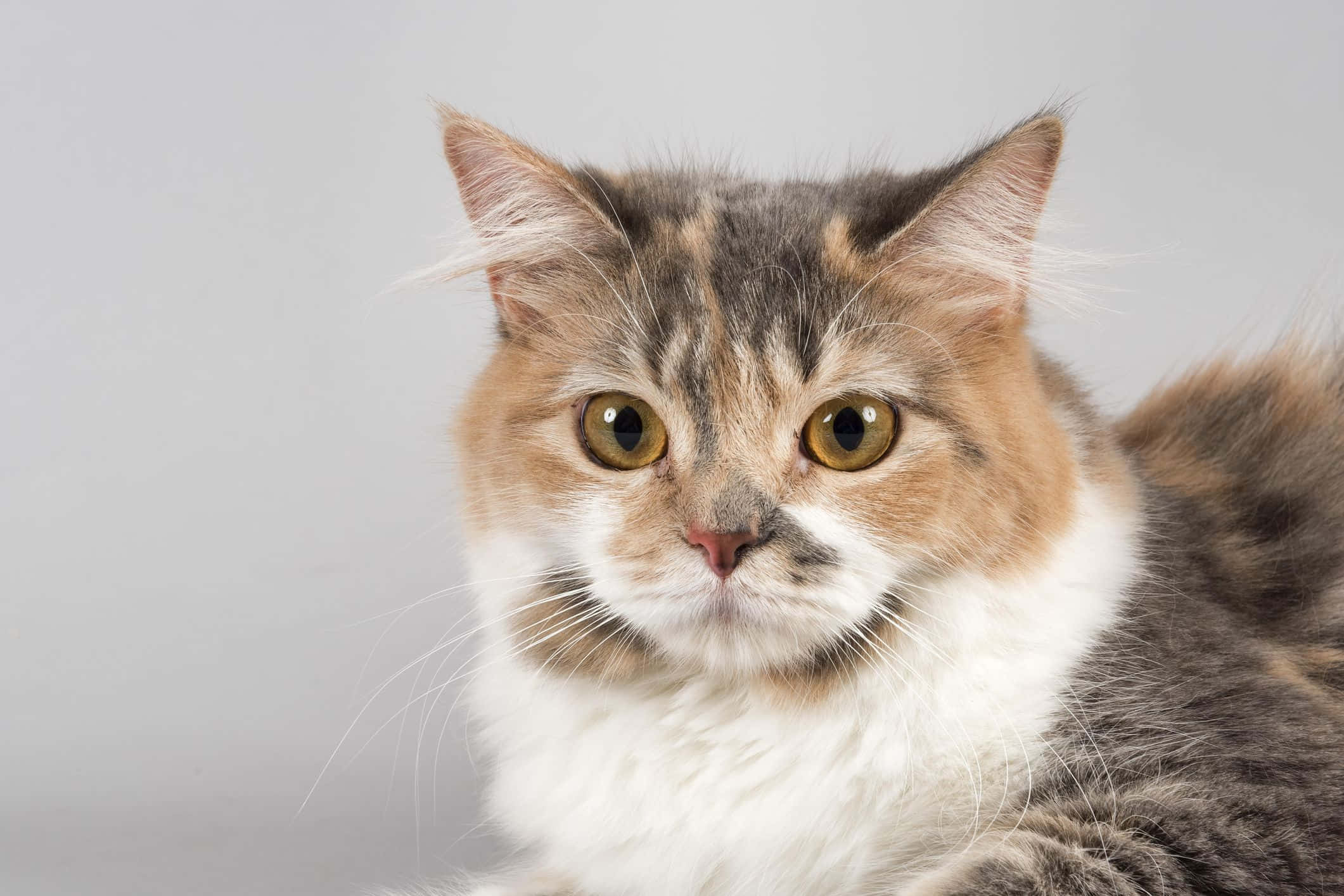 Cymric, calico cat, amber eyes, Full HD Desktop Wallpaper