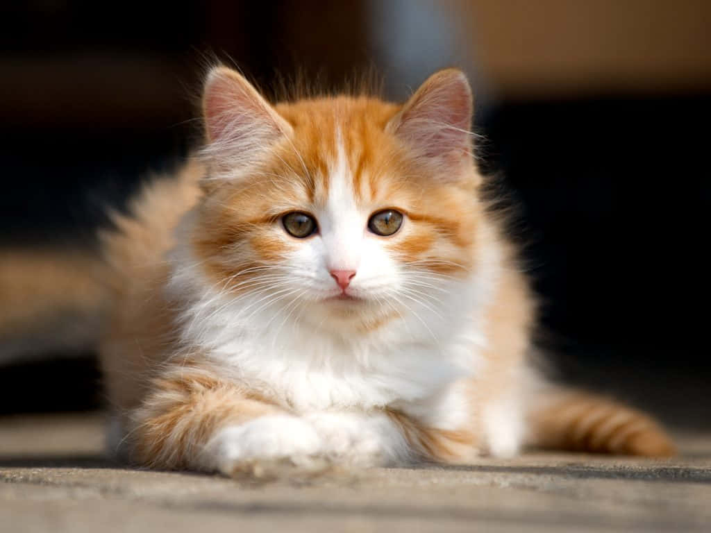Cymric, orange and white, big green eyes, SD Desktop Wallpaper