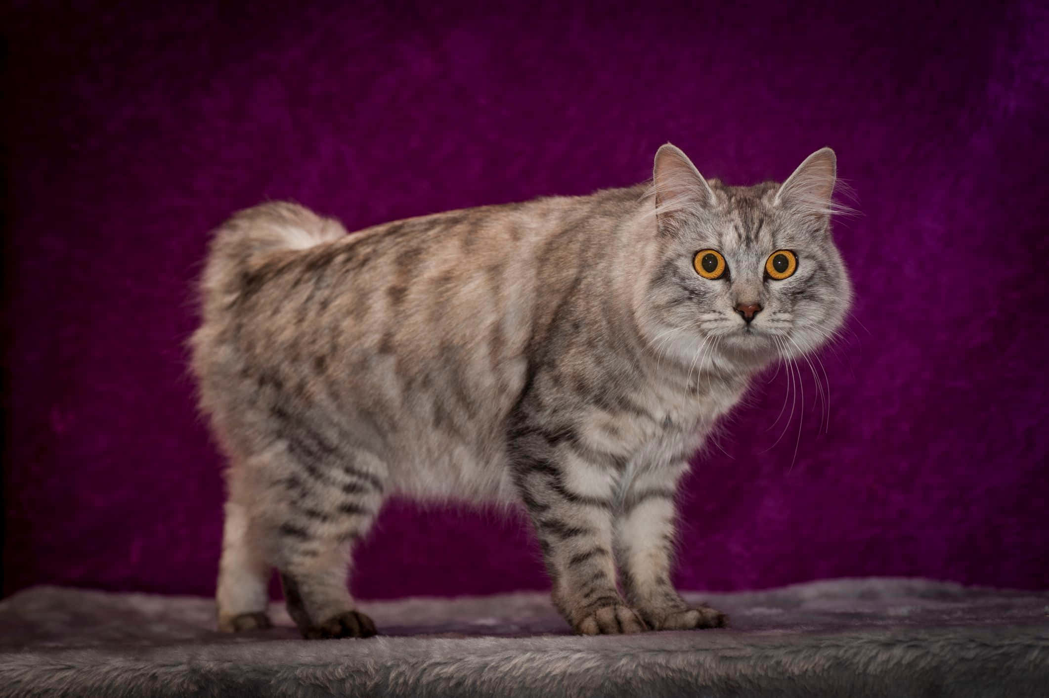 Cymric, silver tabby, amber eyes, Full HD Desktop Wallpaper