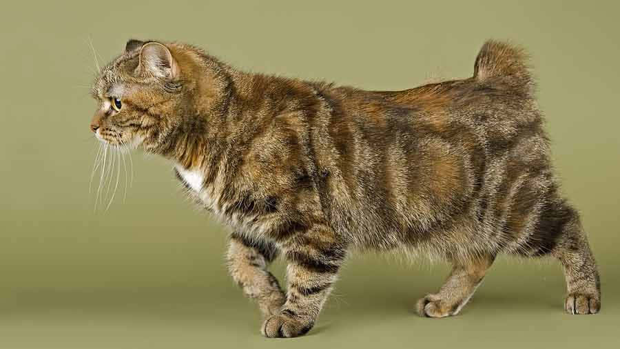 Cymric, olive green, tabby cat, SD Desktop Wallpaper
