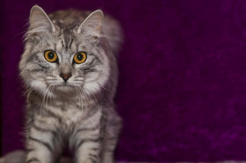 Cymric, fluffy gray tabby cat, amber eyes, SD Desktop Wallpaper
