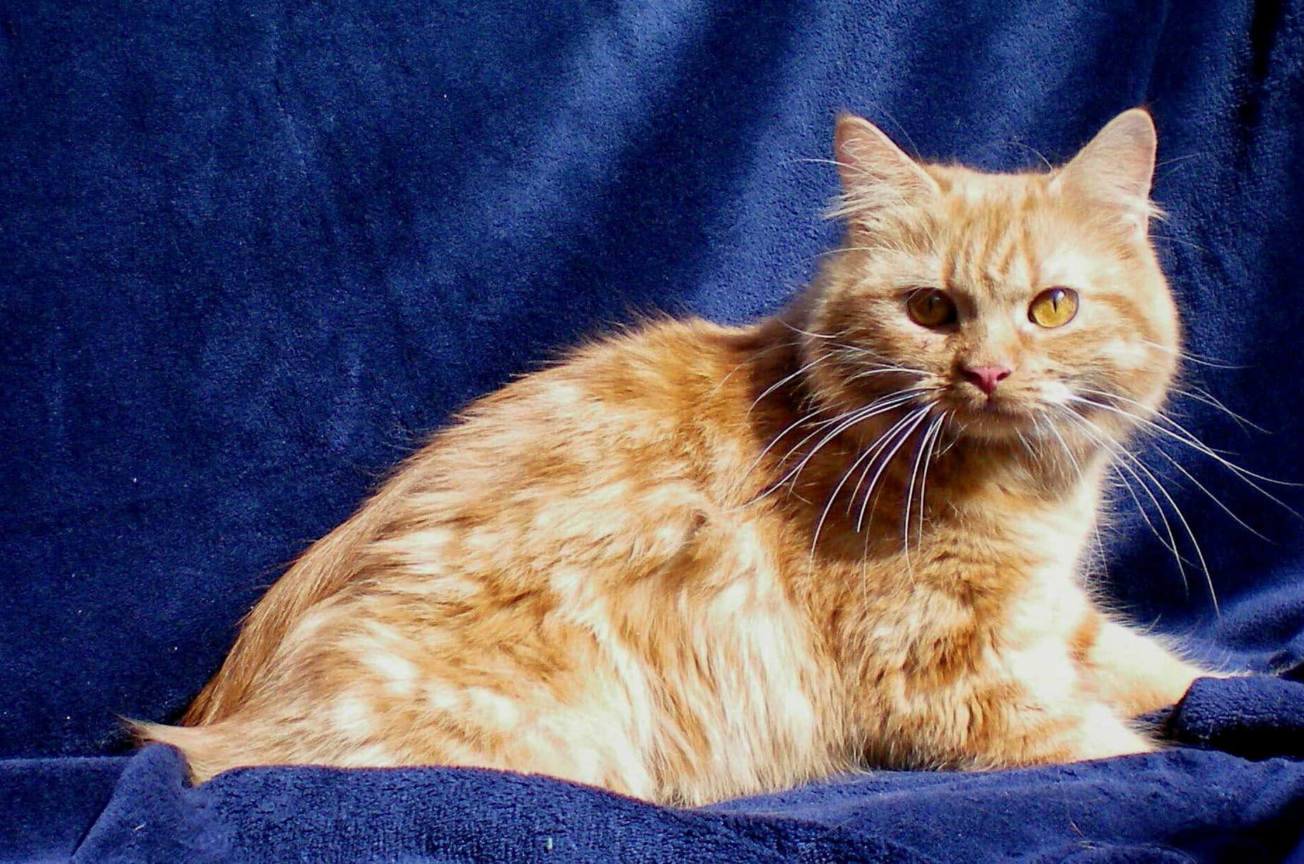 Cymric, orange tabby, deep blue velvet backdrop, HD Desktop Wallpaper