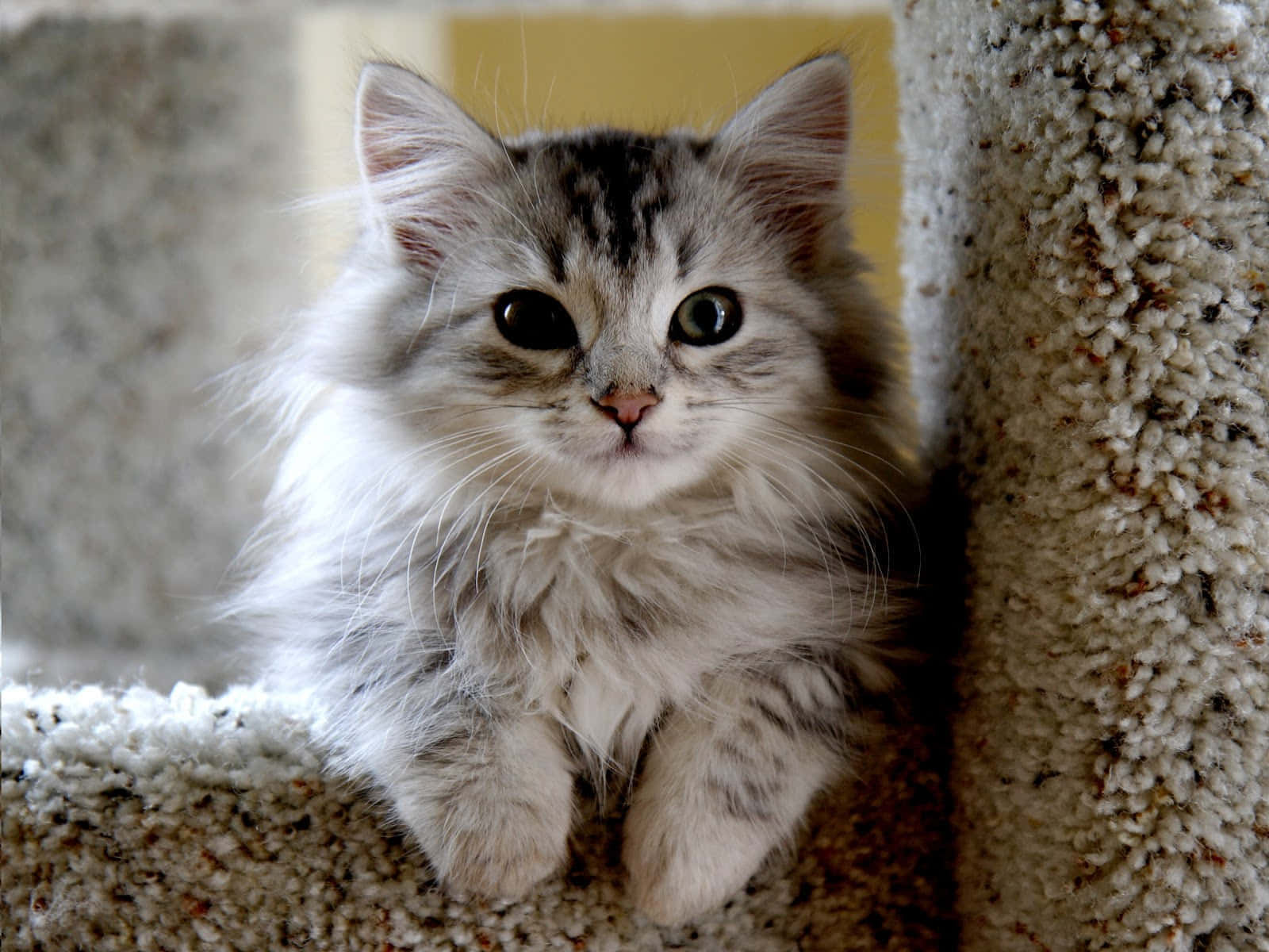 Cymric, gray tabby, carpeted cat tree, HD Desktop Wallpaper