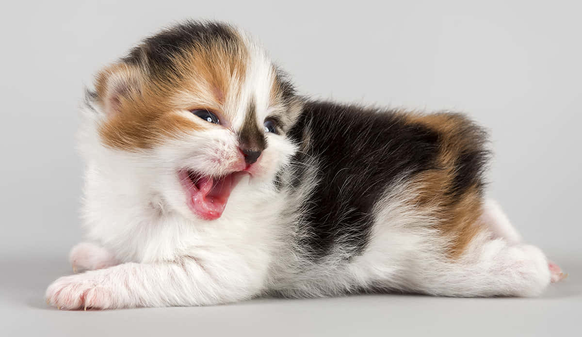 Cymric, calico kitten, yawning, SD Desktop Wallpaper